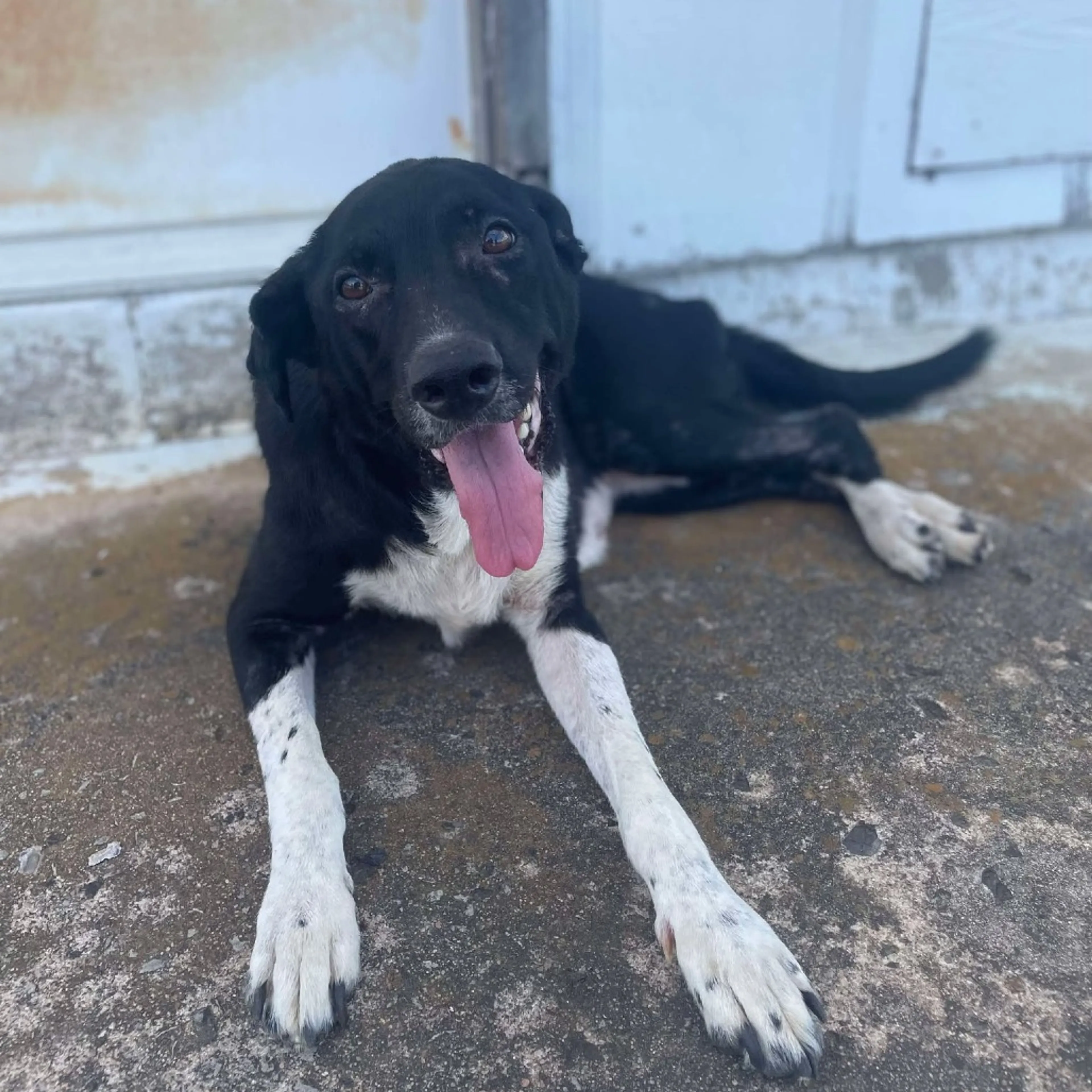 Found pet-8
