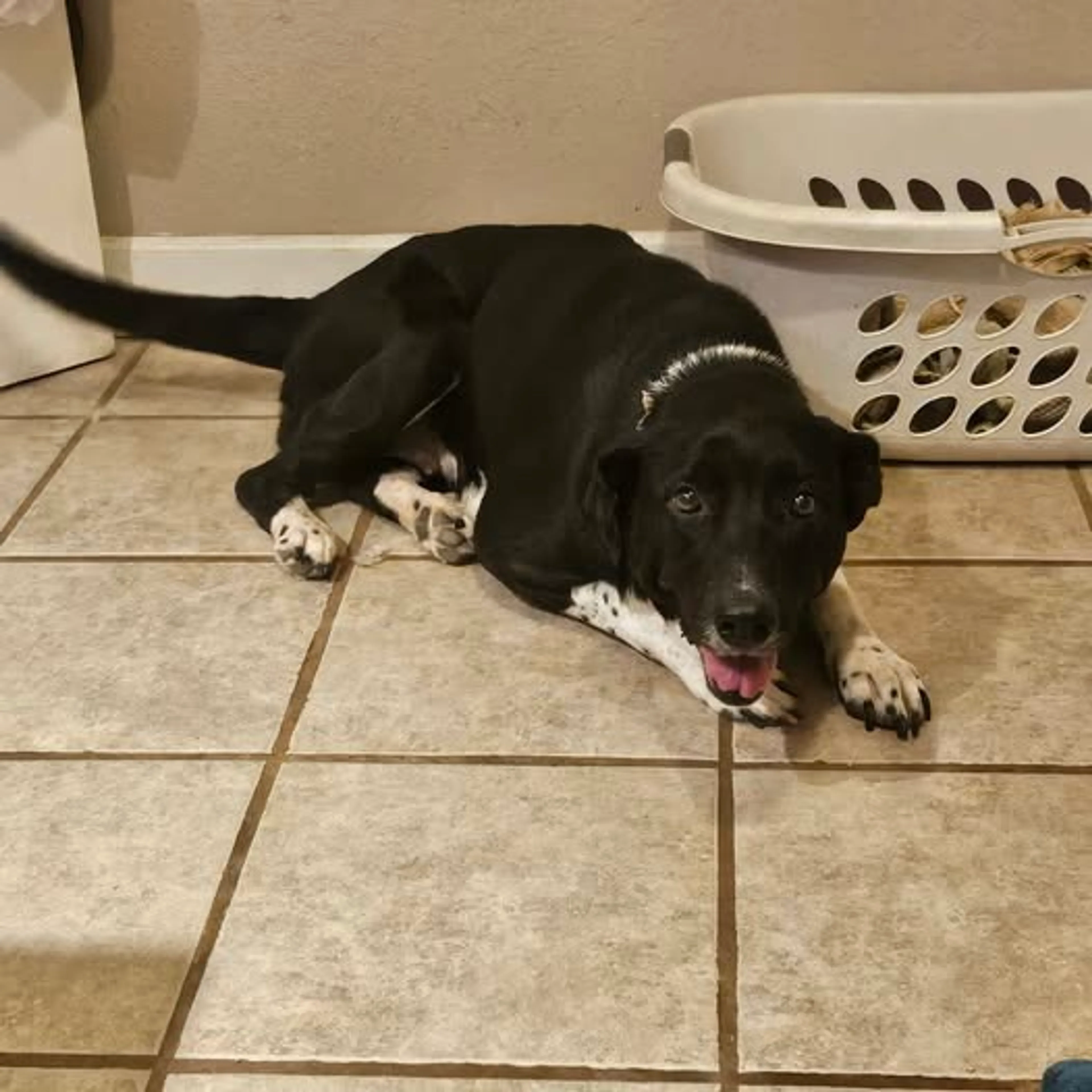 Found pet-19