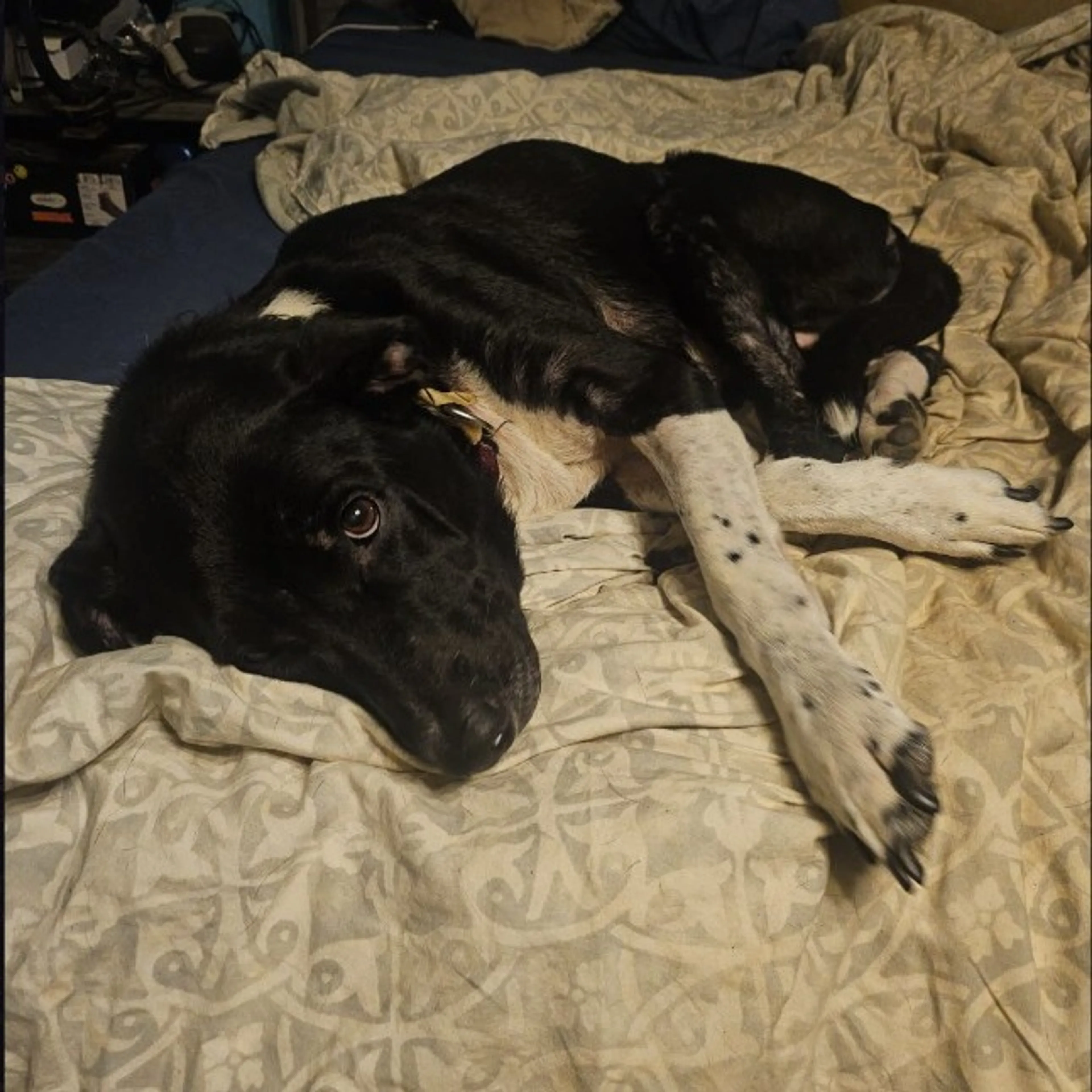 Found pet-21