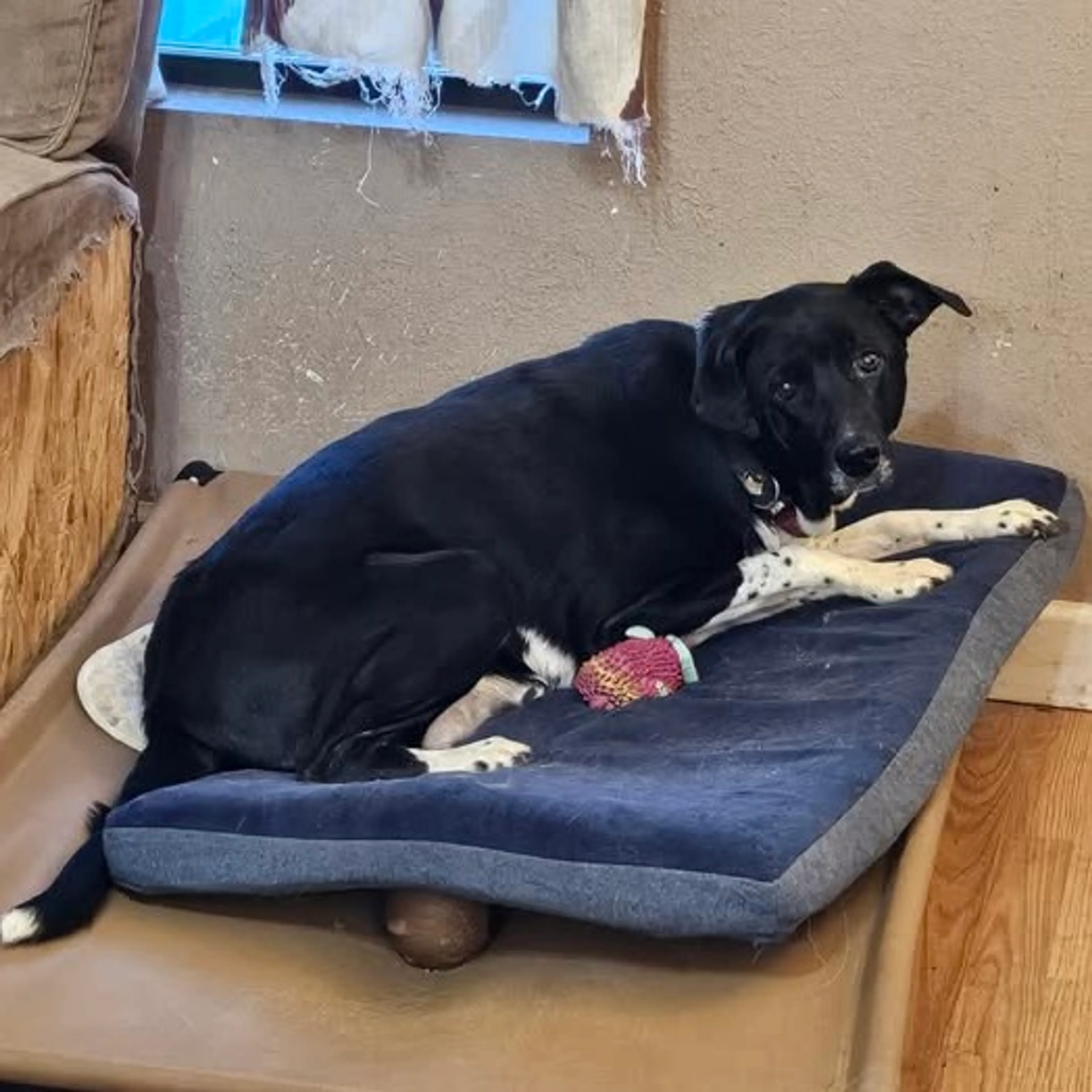 Found pet-23