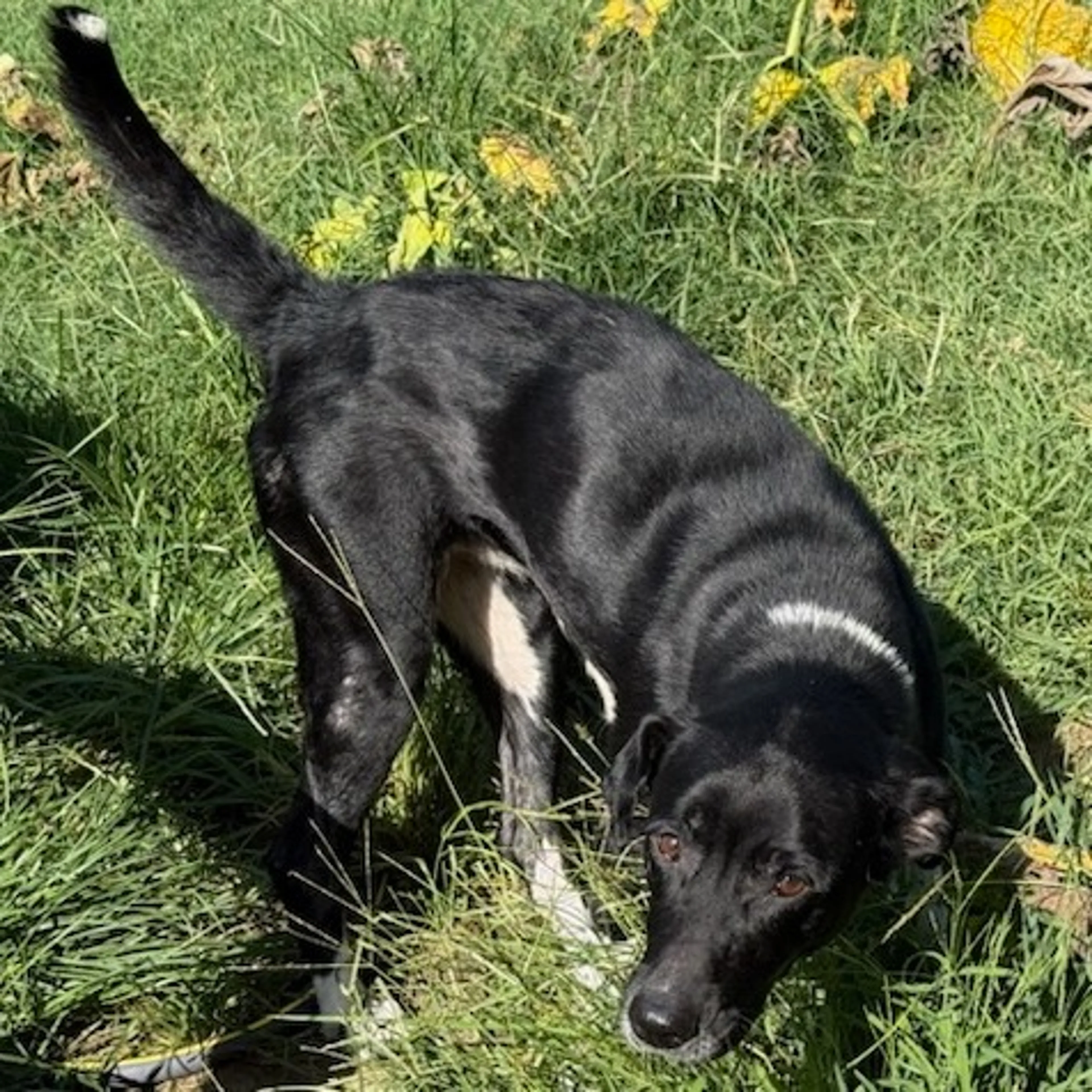Found pet-11