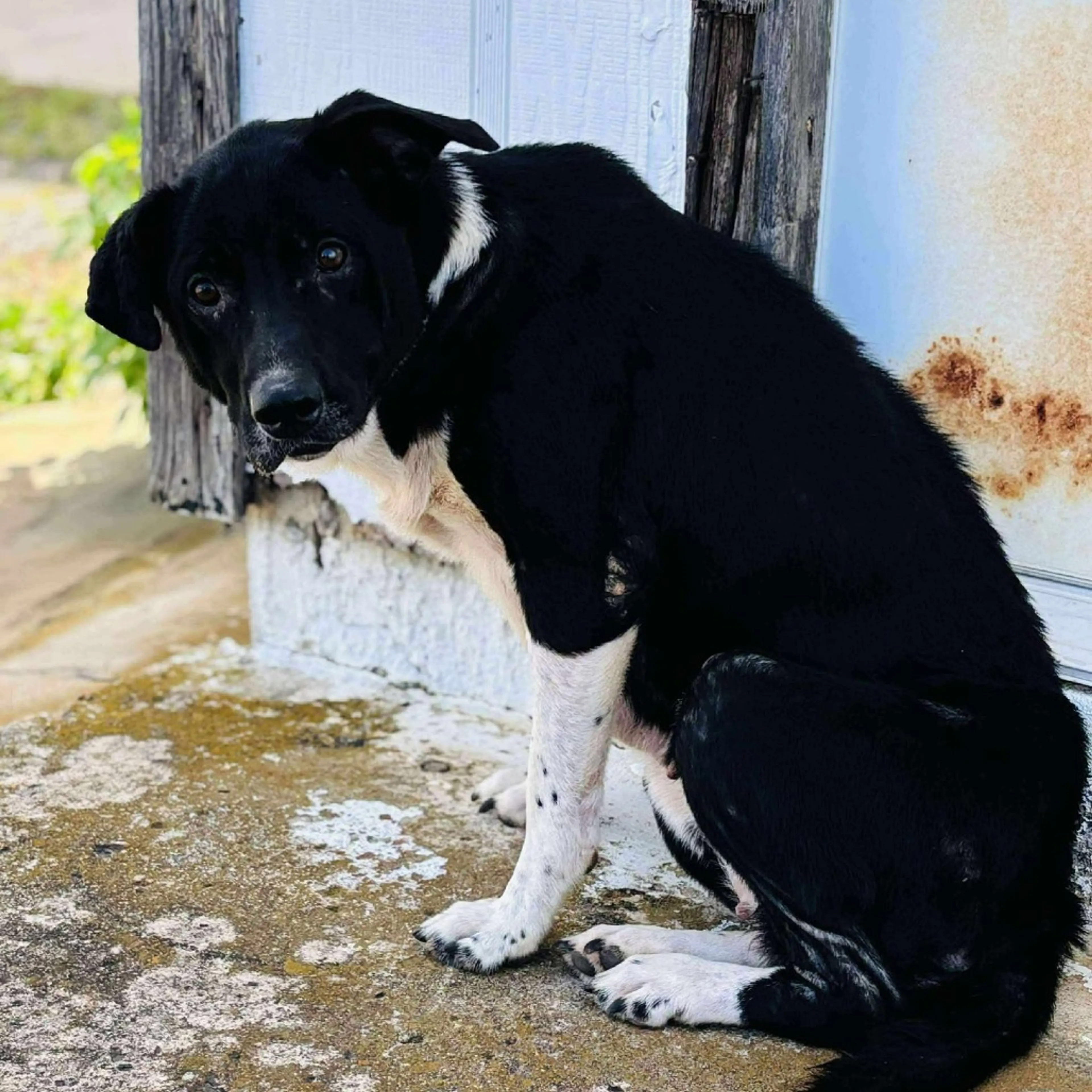 Found pet-9