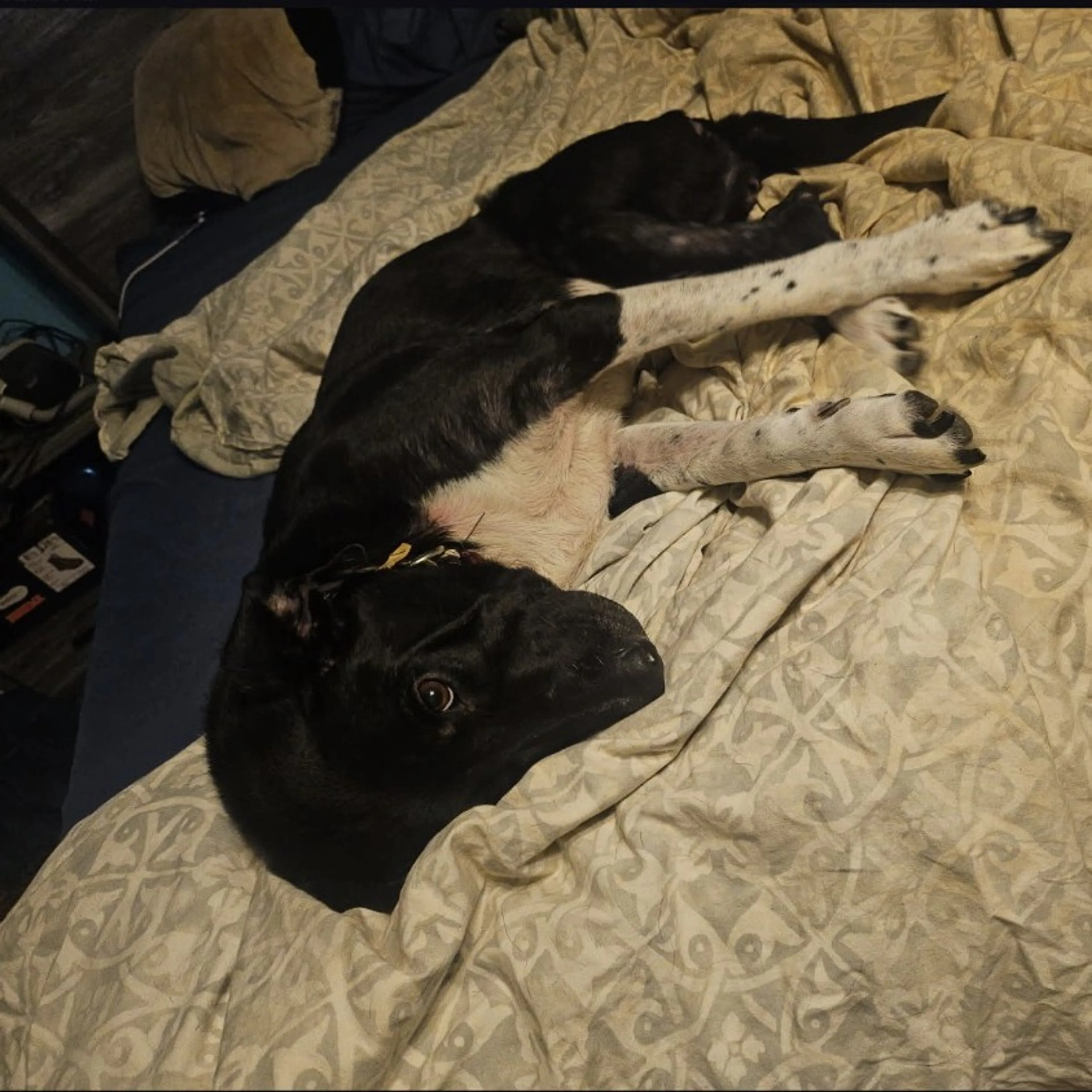 Found pet-20