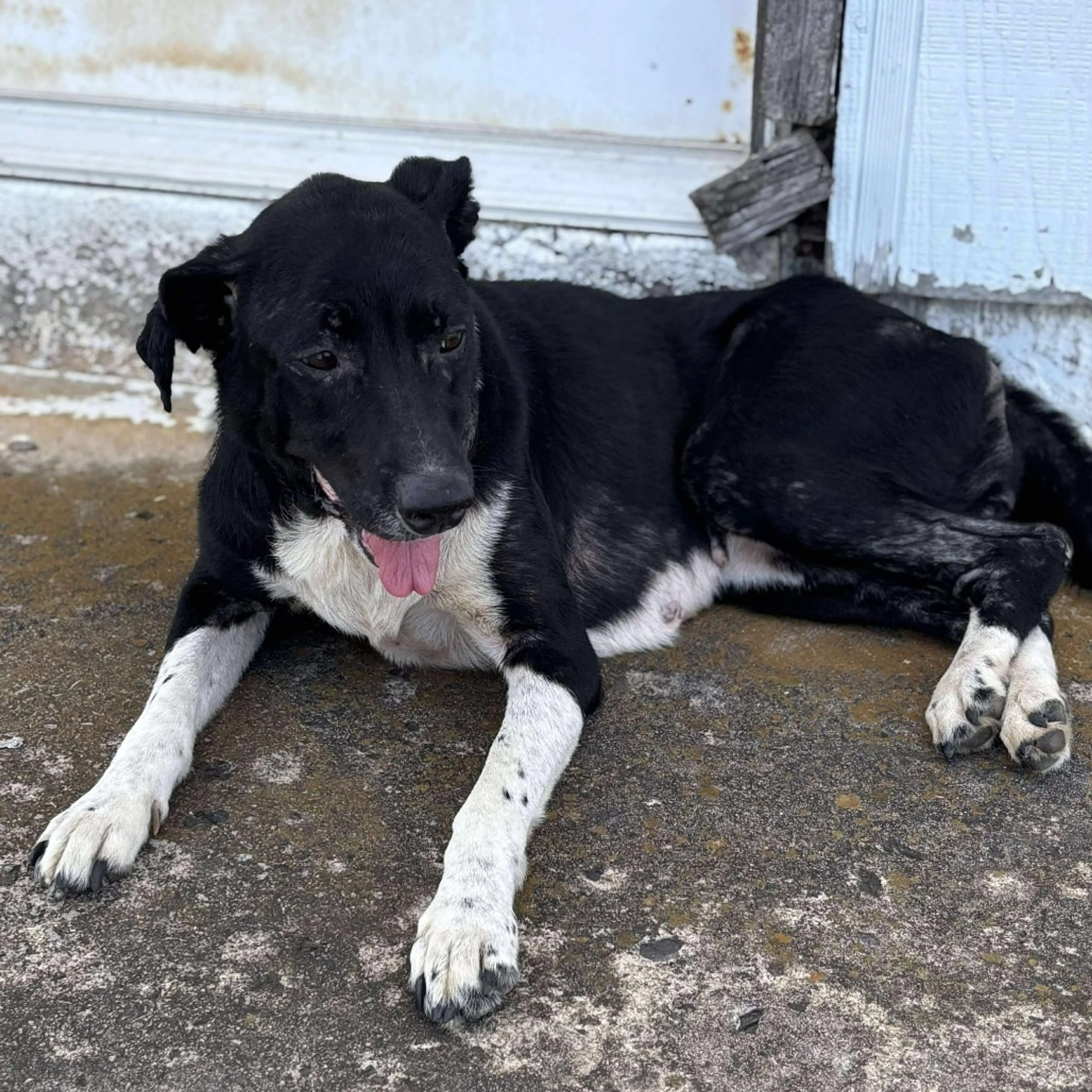 Found pet-7