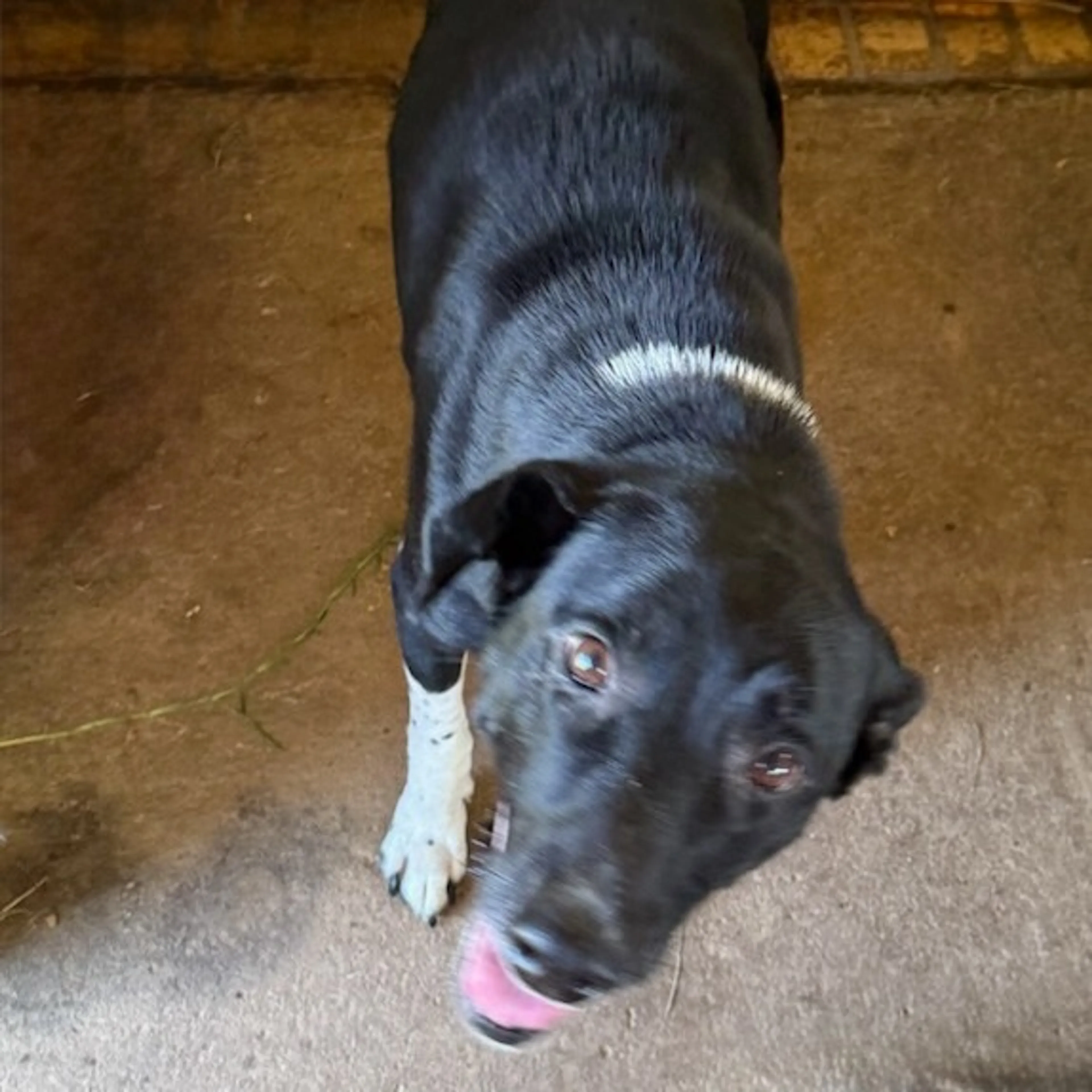 Found pet-12