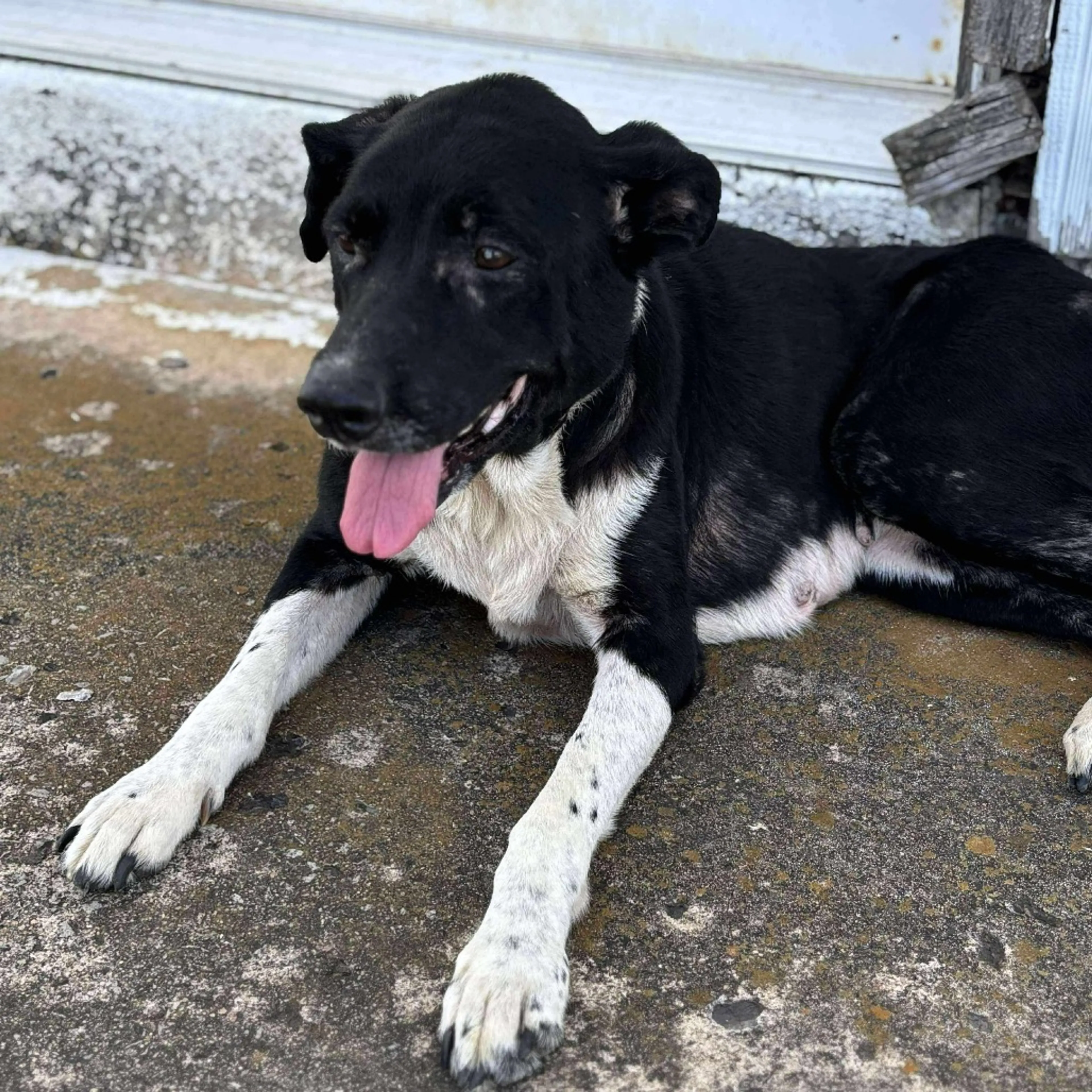 Found pet-5