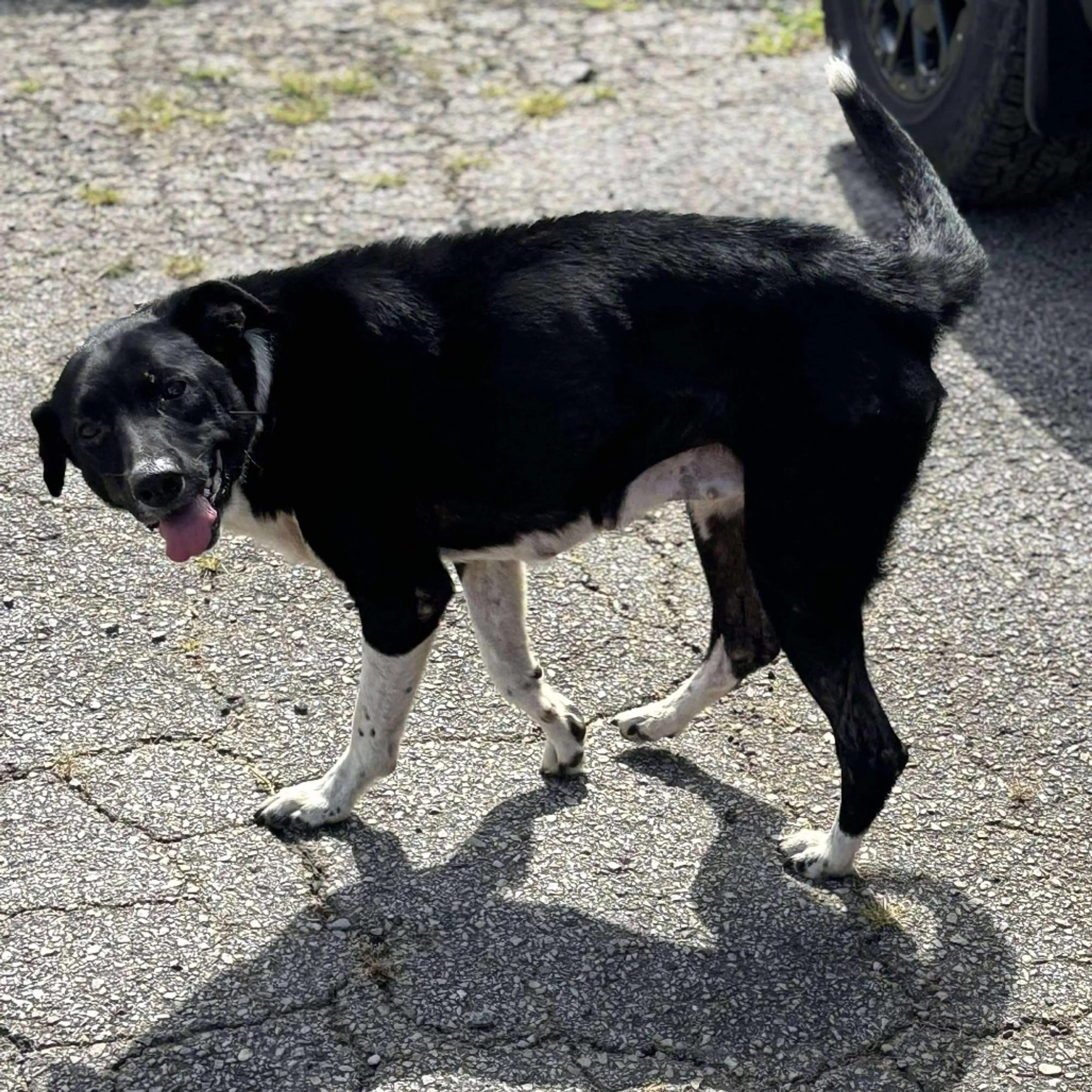 Found pet-4