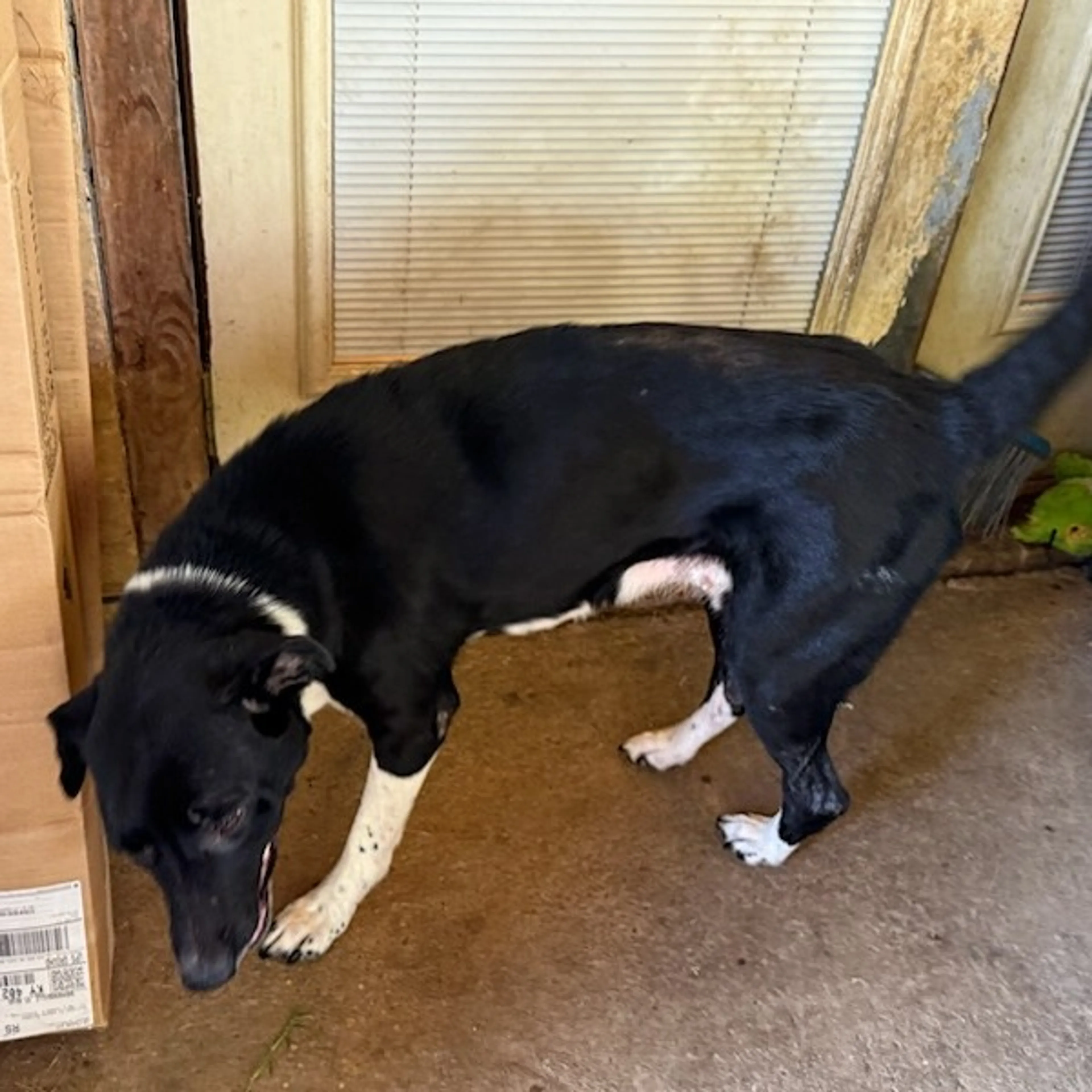 Found pet-15