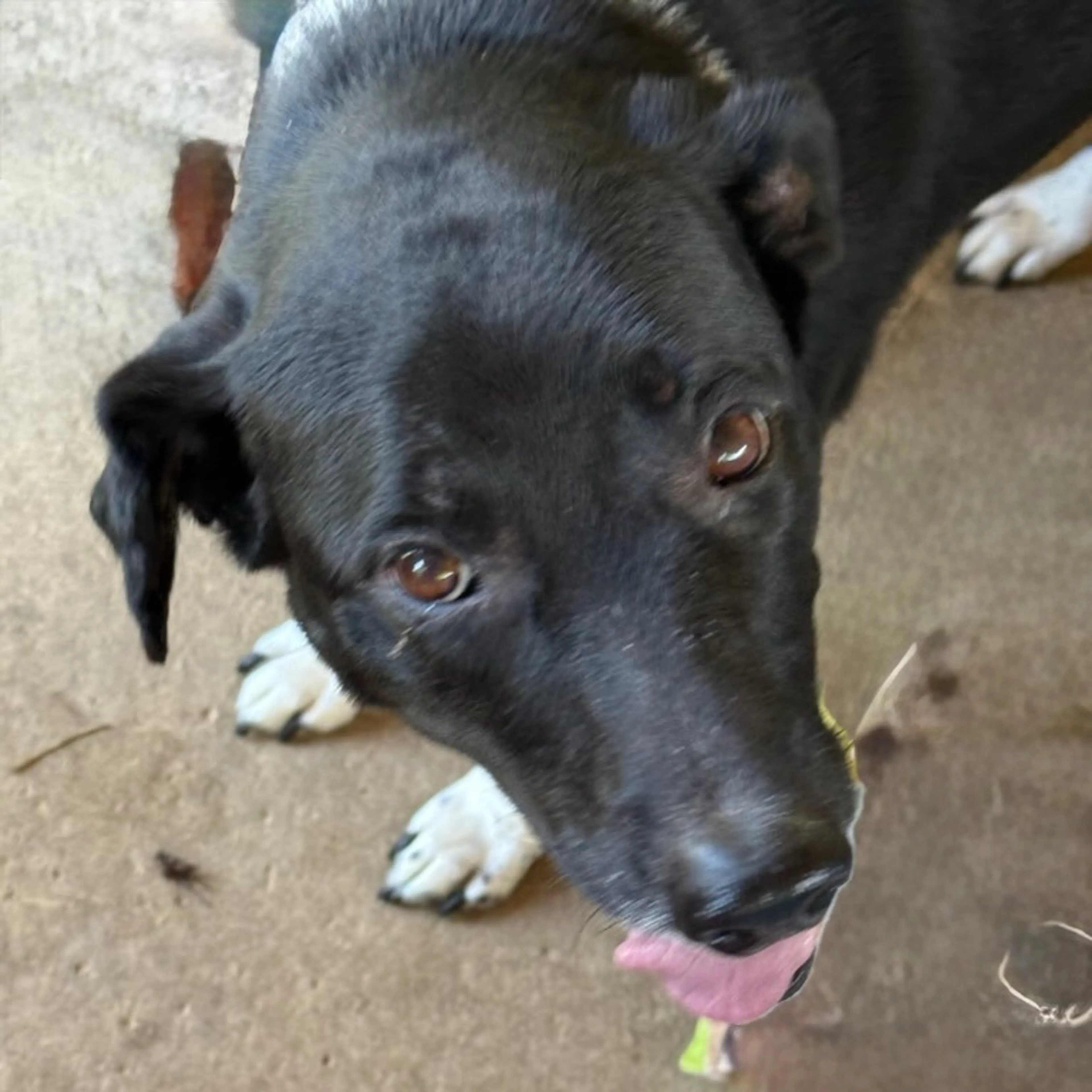 Found pet-10
