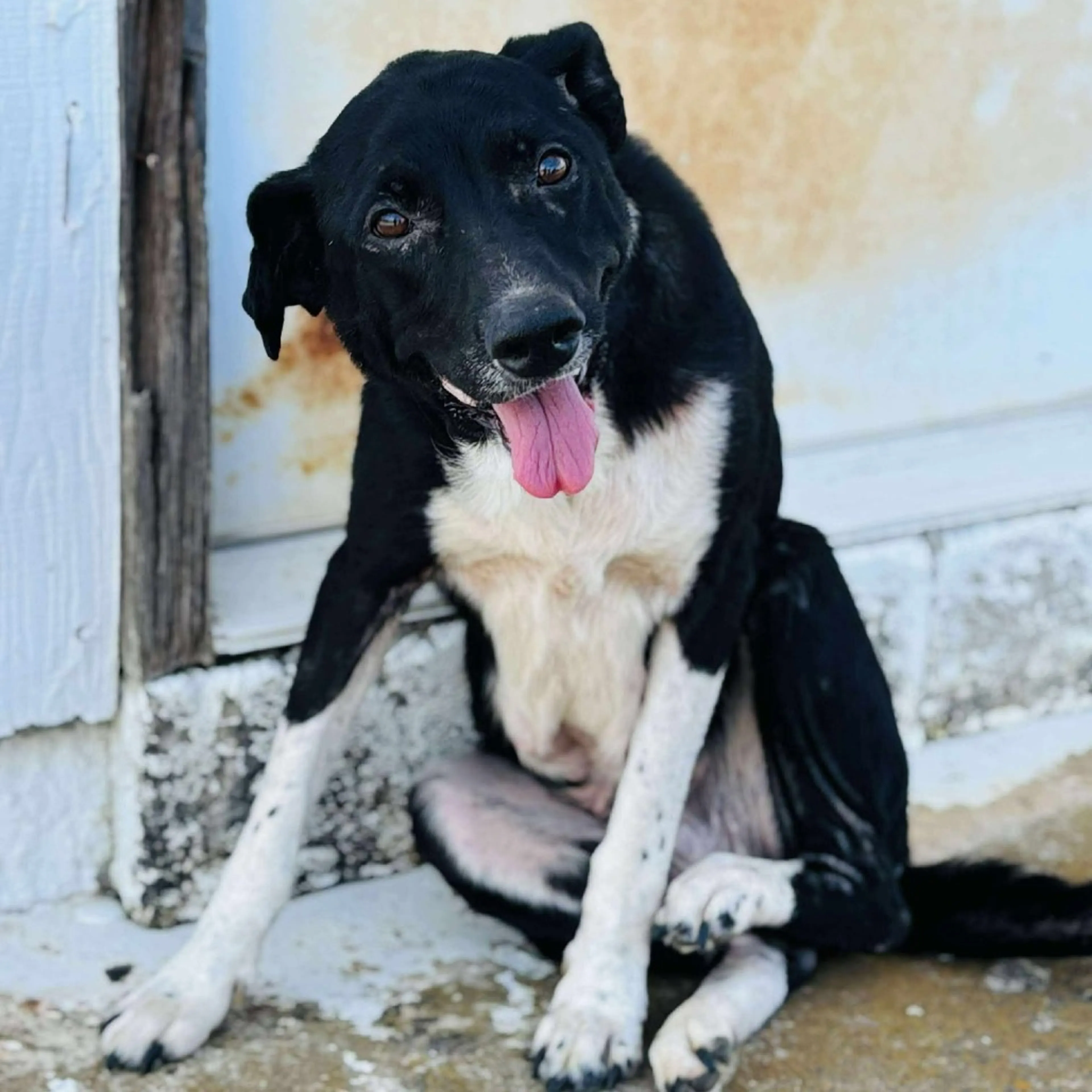 Found pet-2