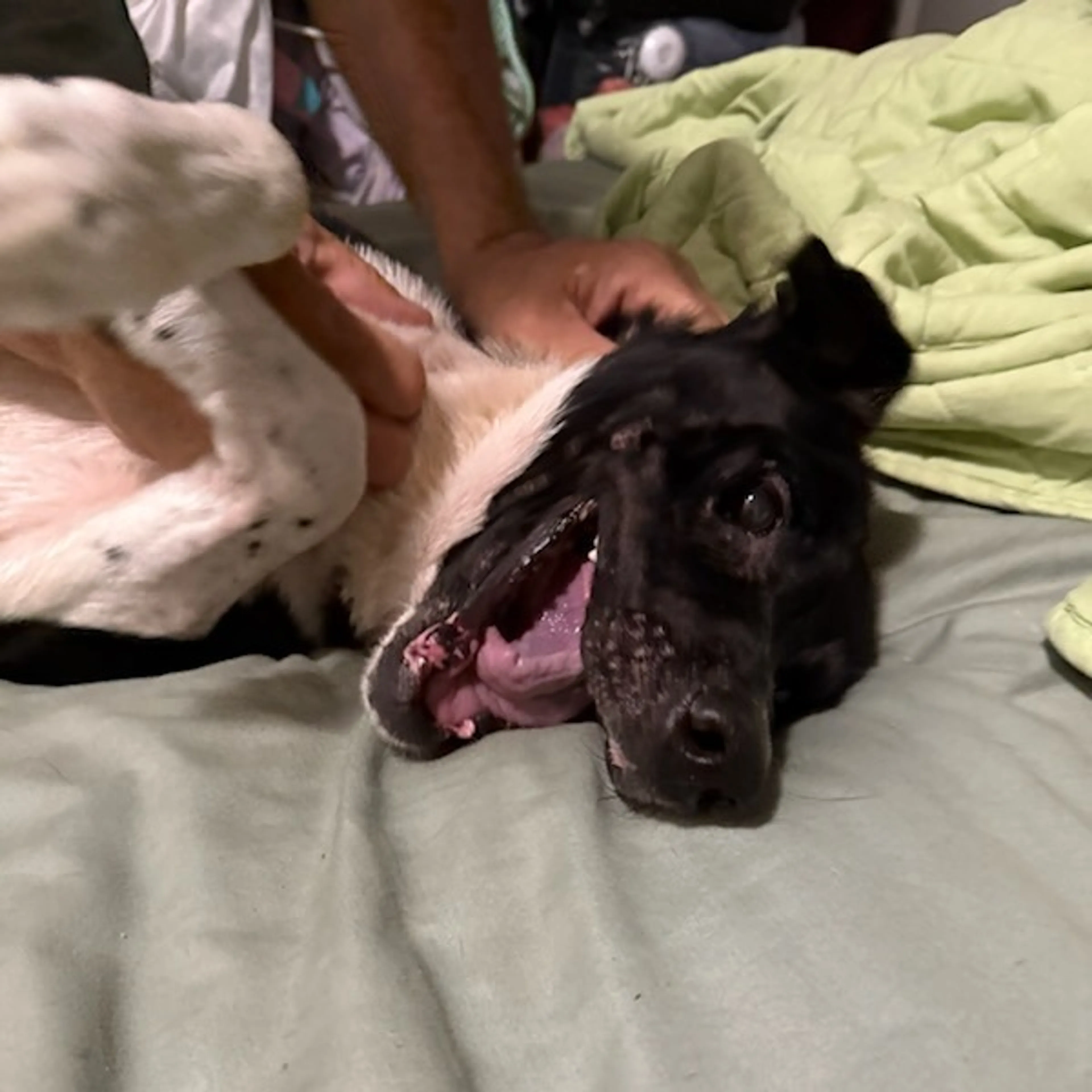 Found pet-14