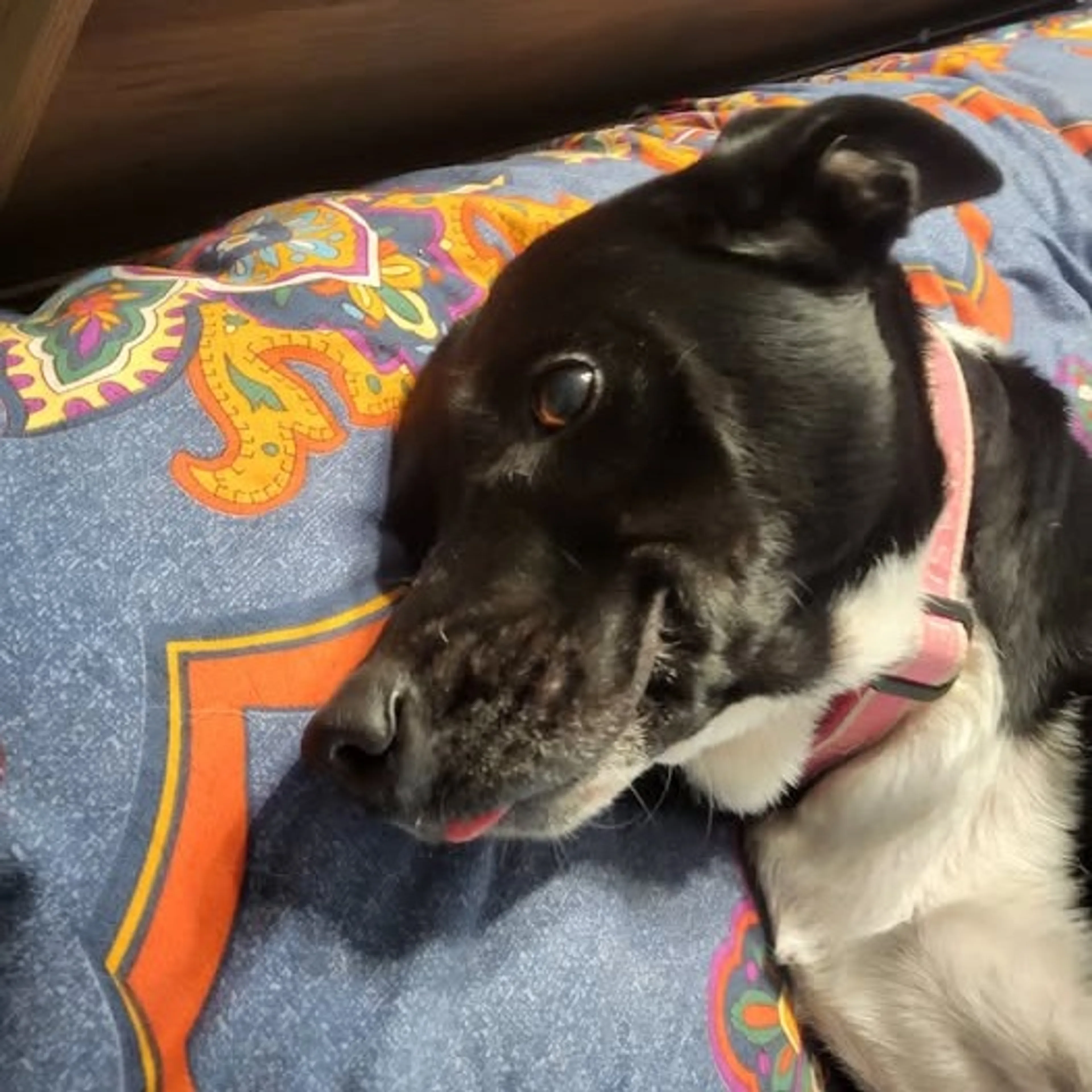 Found pet-24