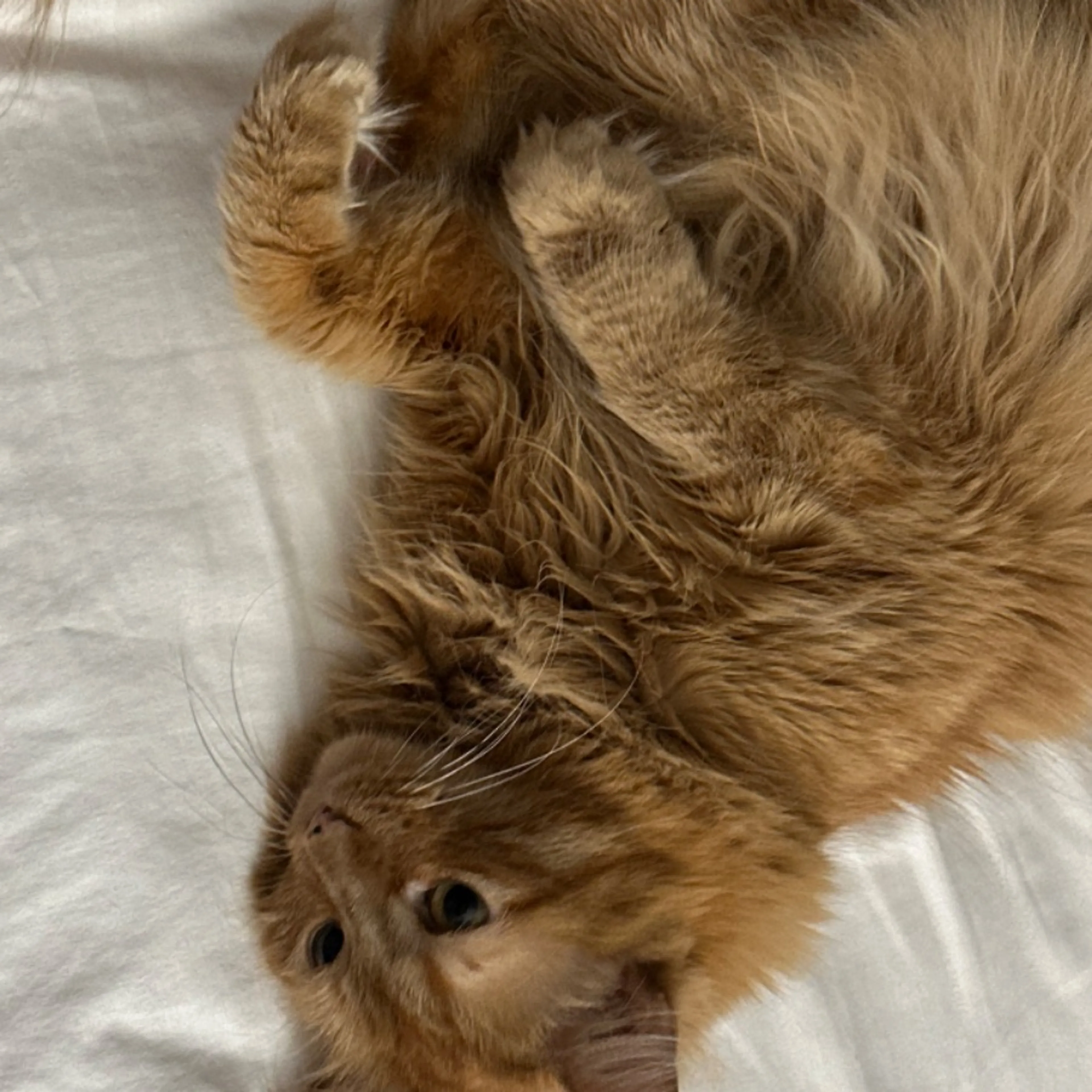 Lost pet