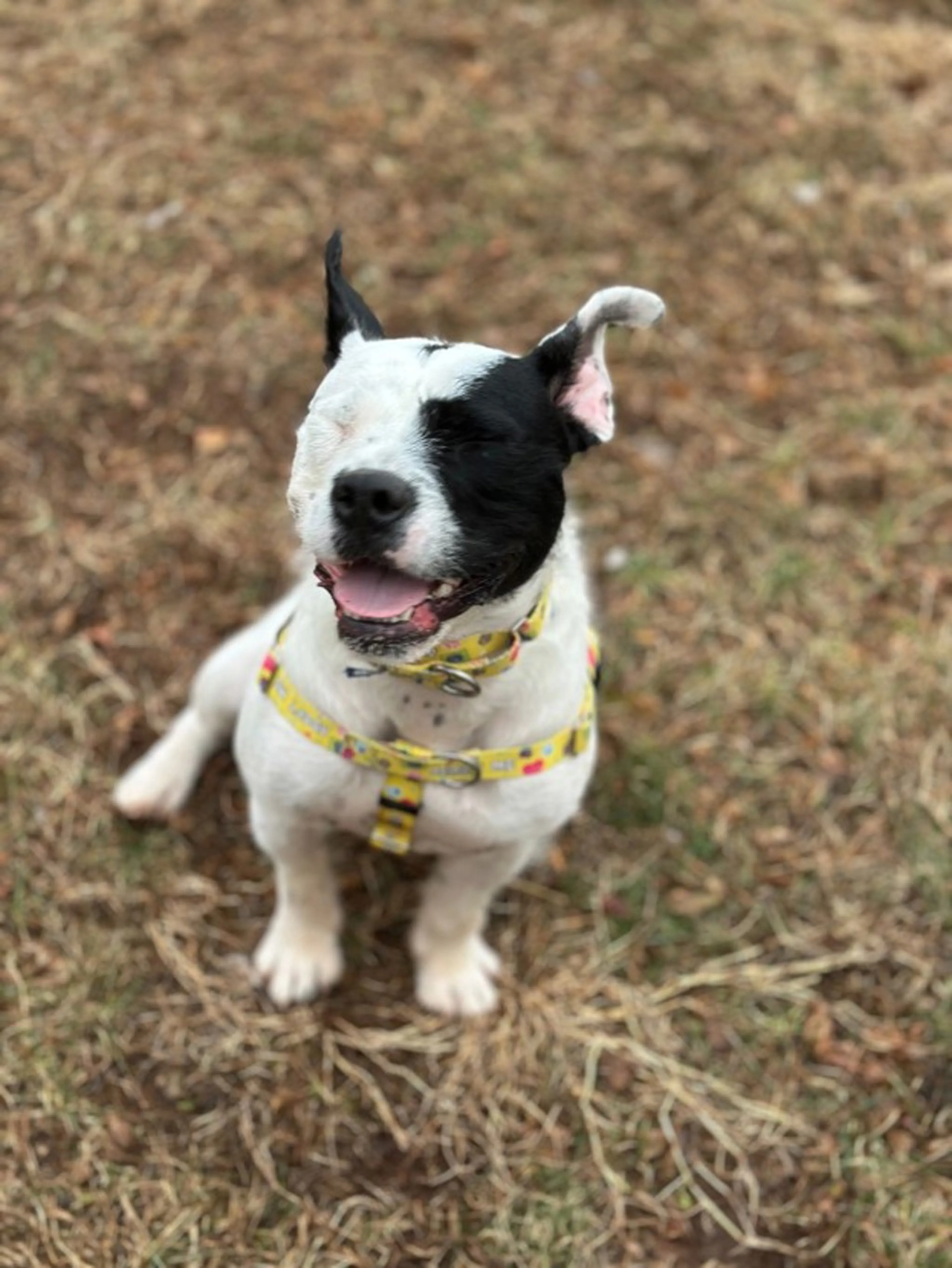 Found pet-3