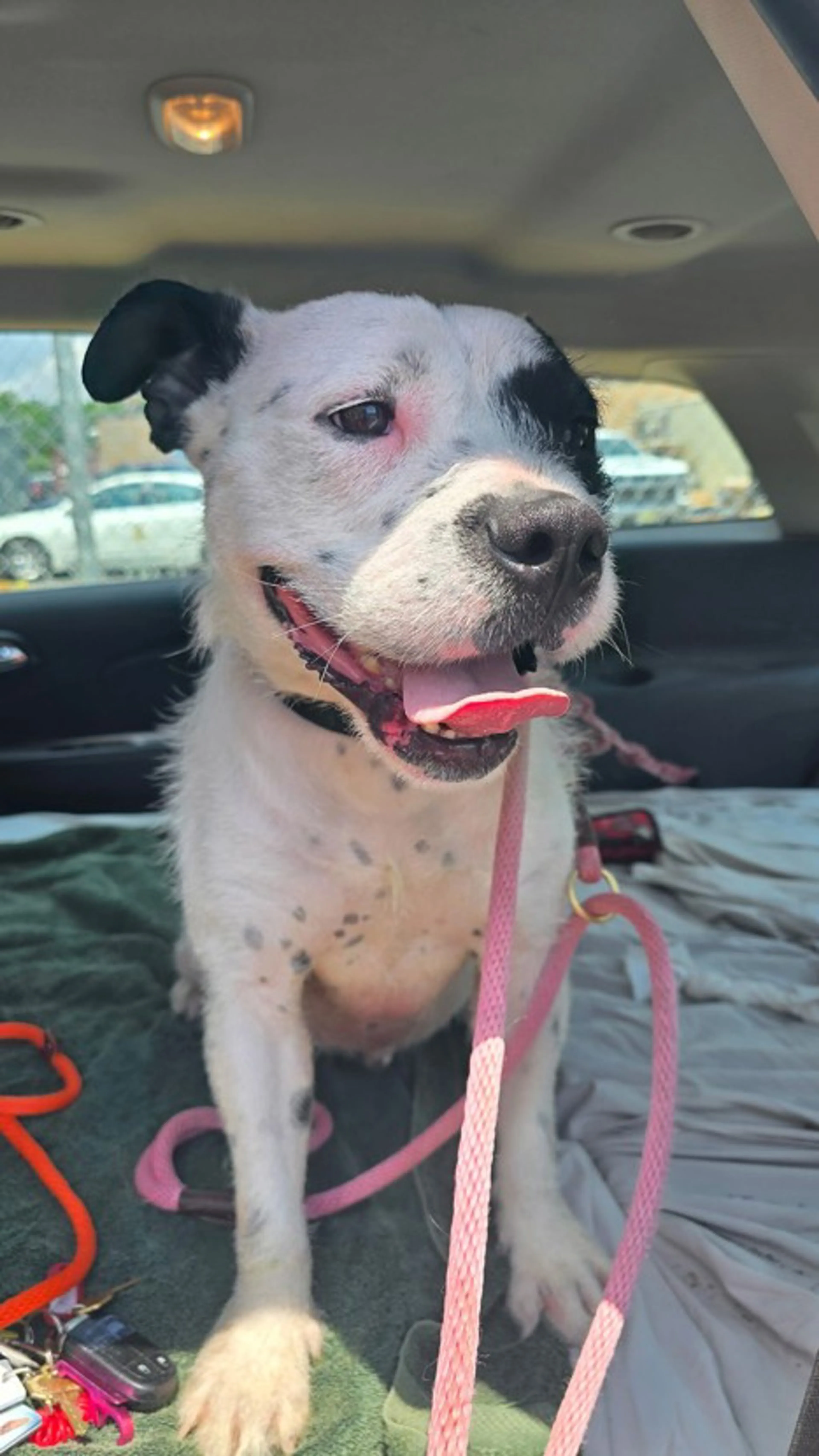Found pet-4