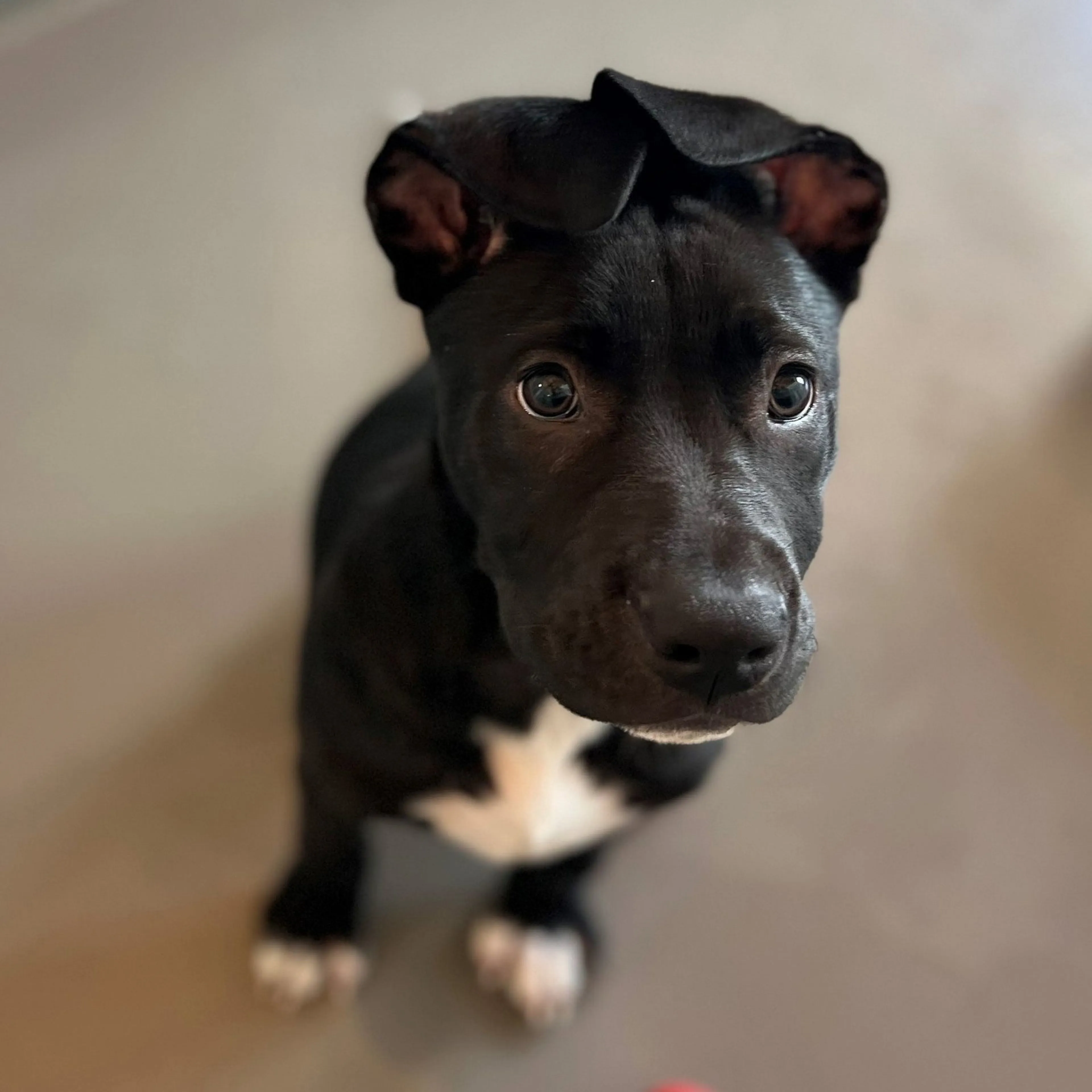 Found pet