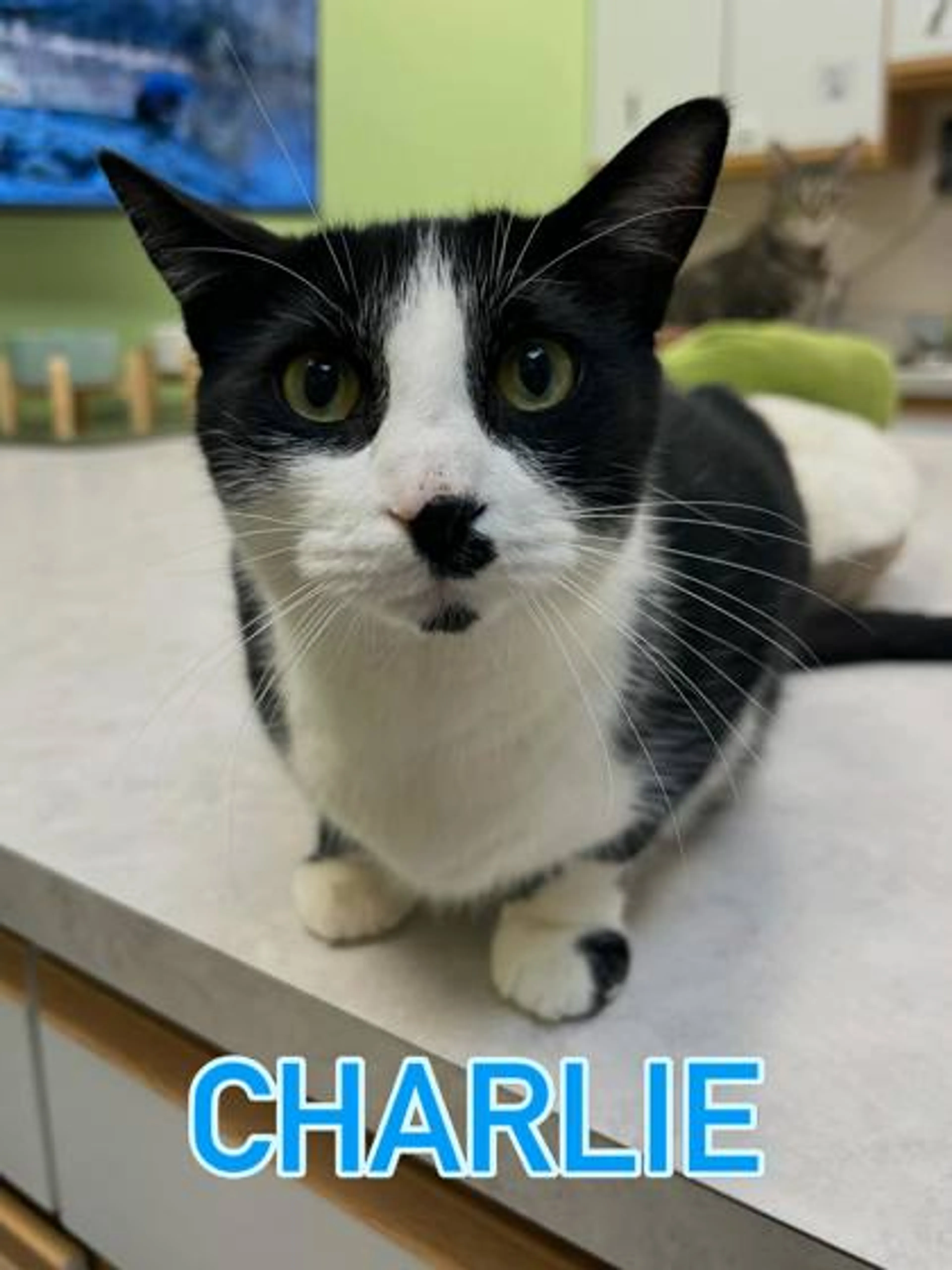 Found pet-1