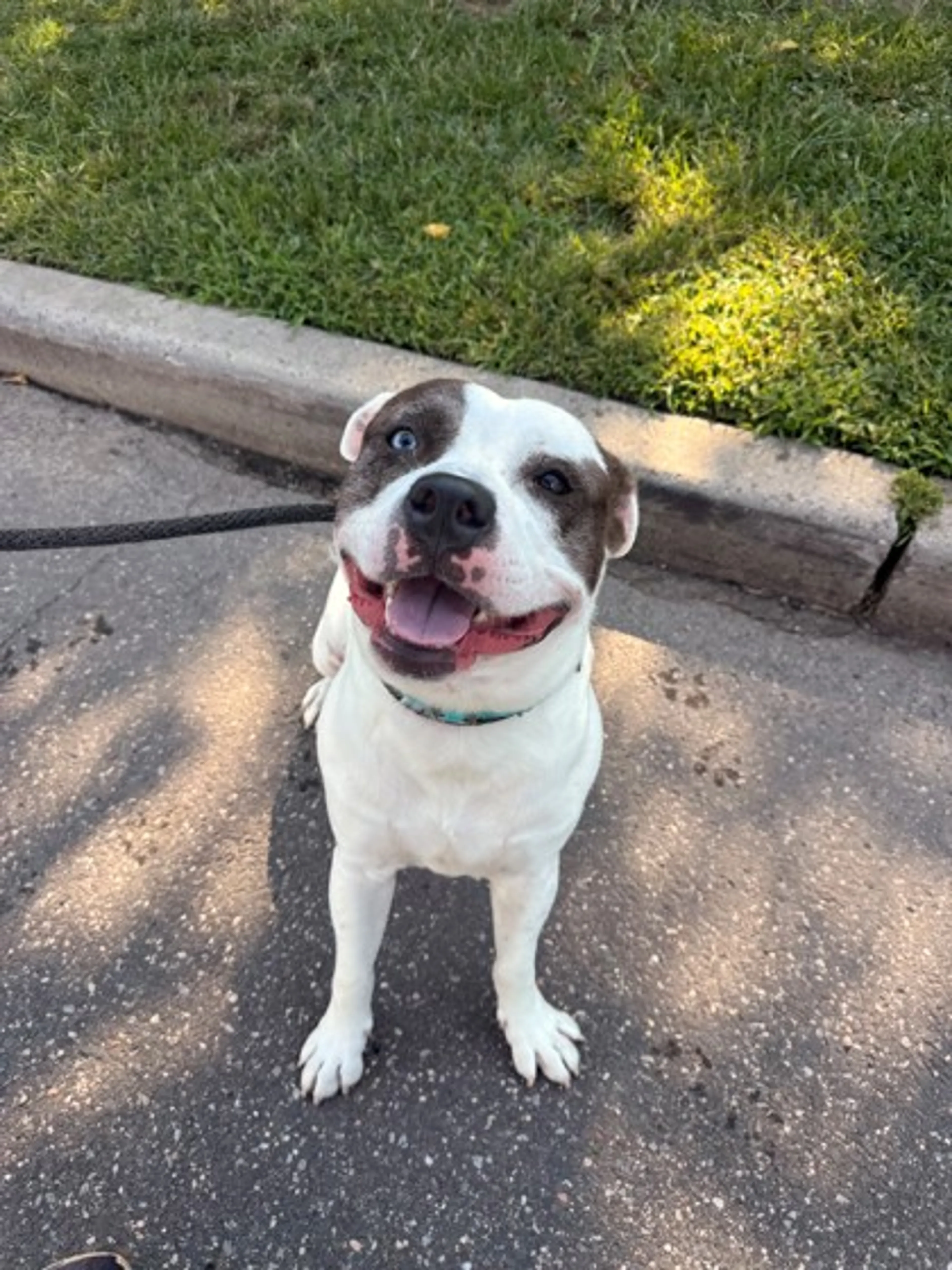 Found pet-1