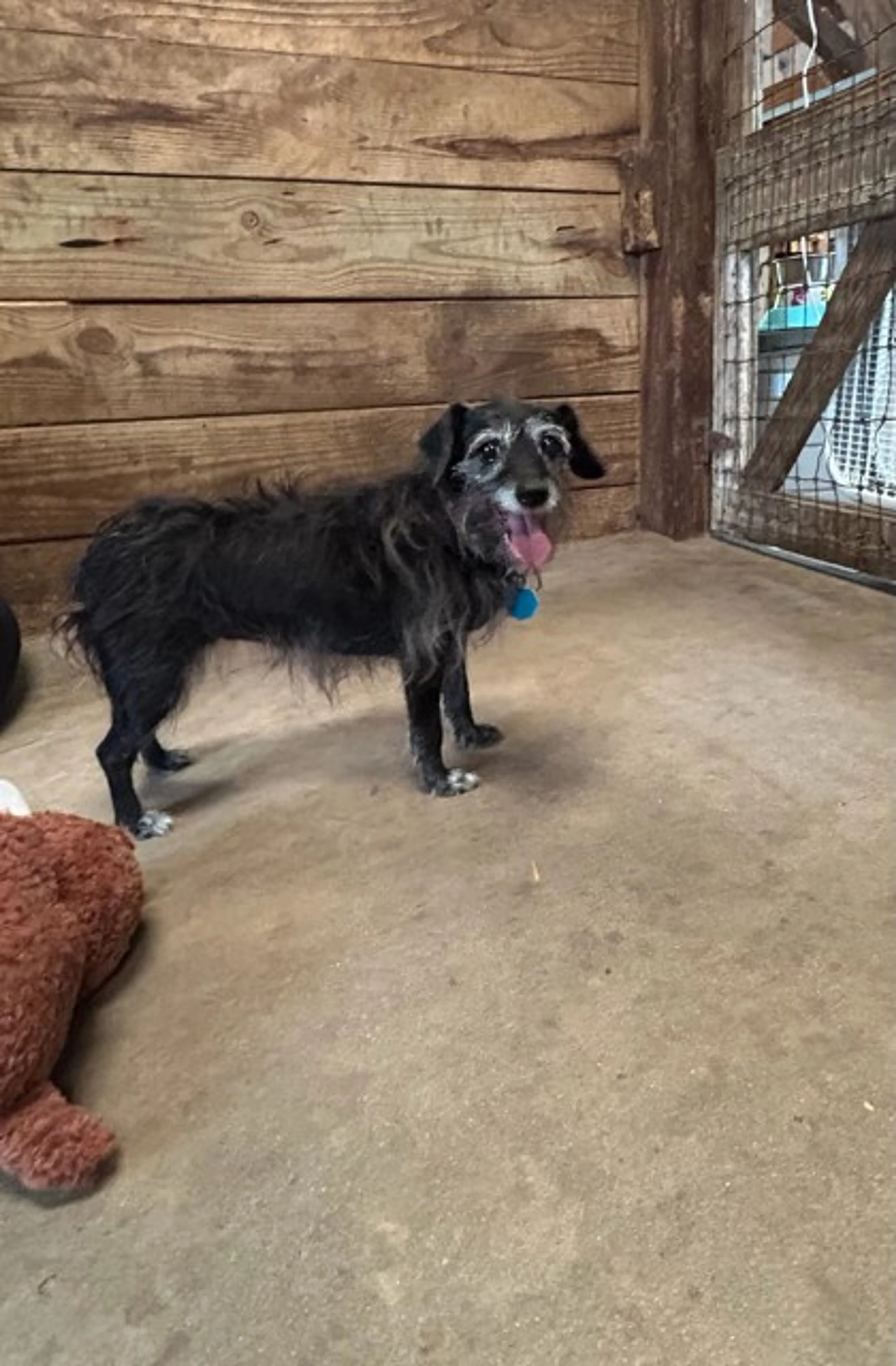 Found pet-1