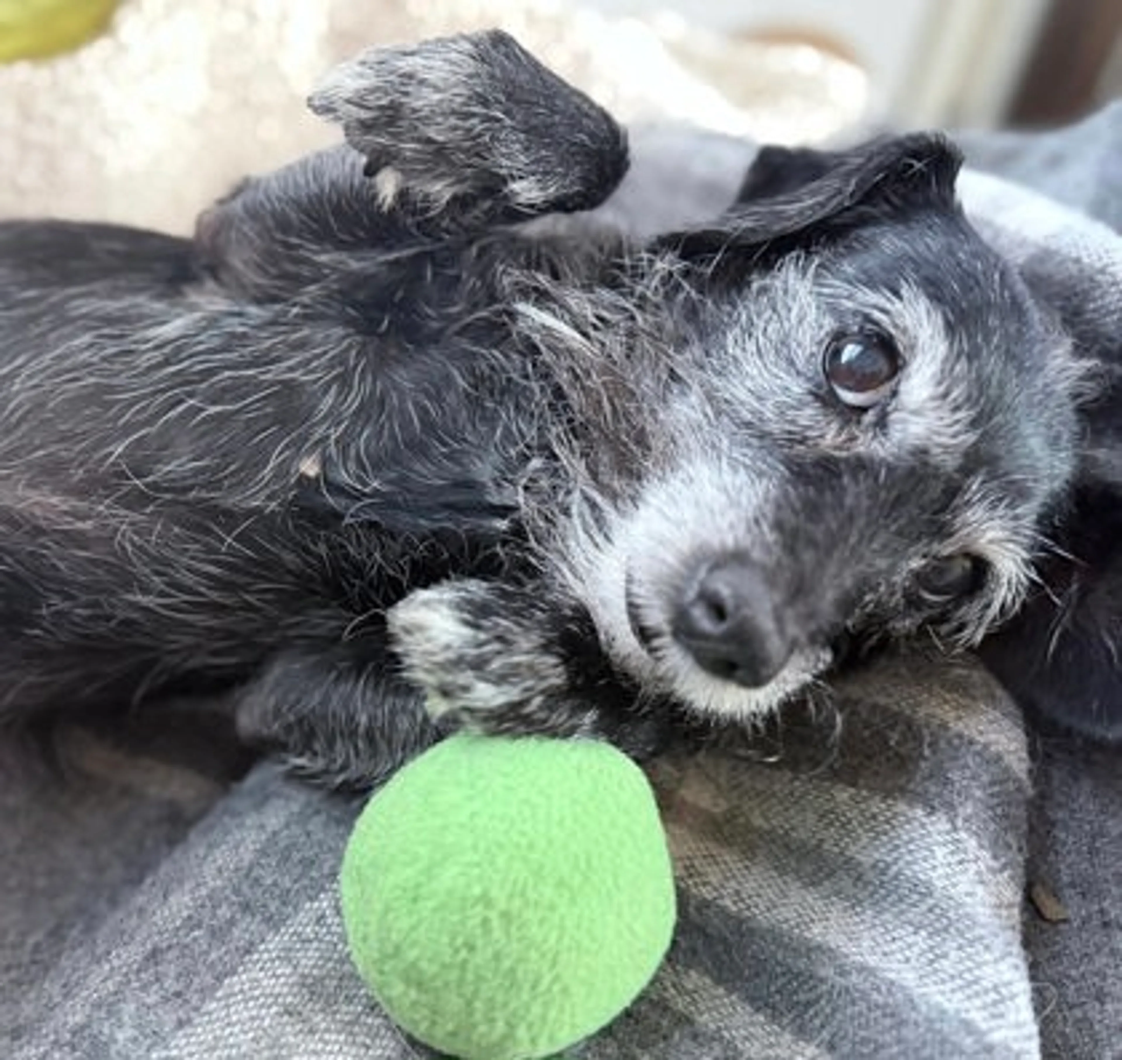 Found pet-2