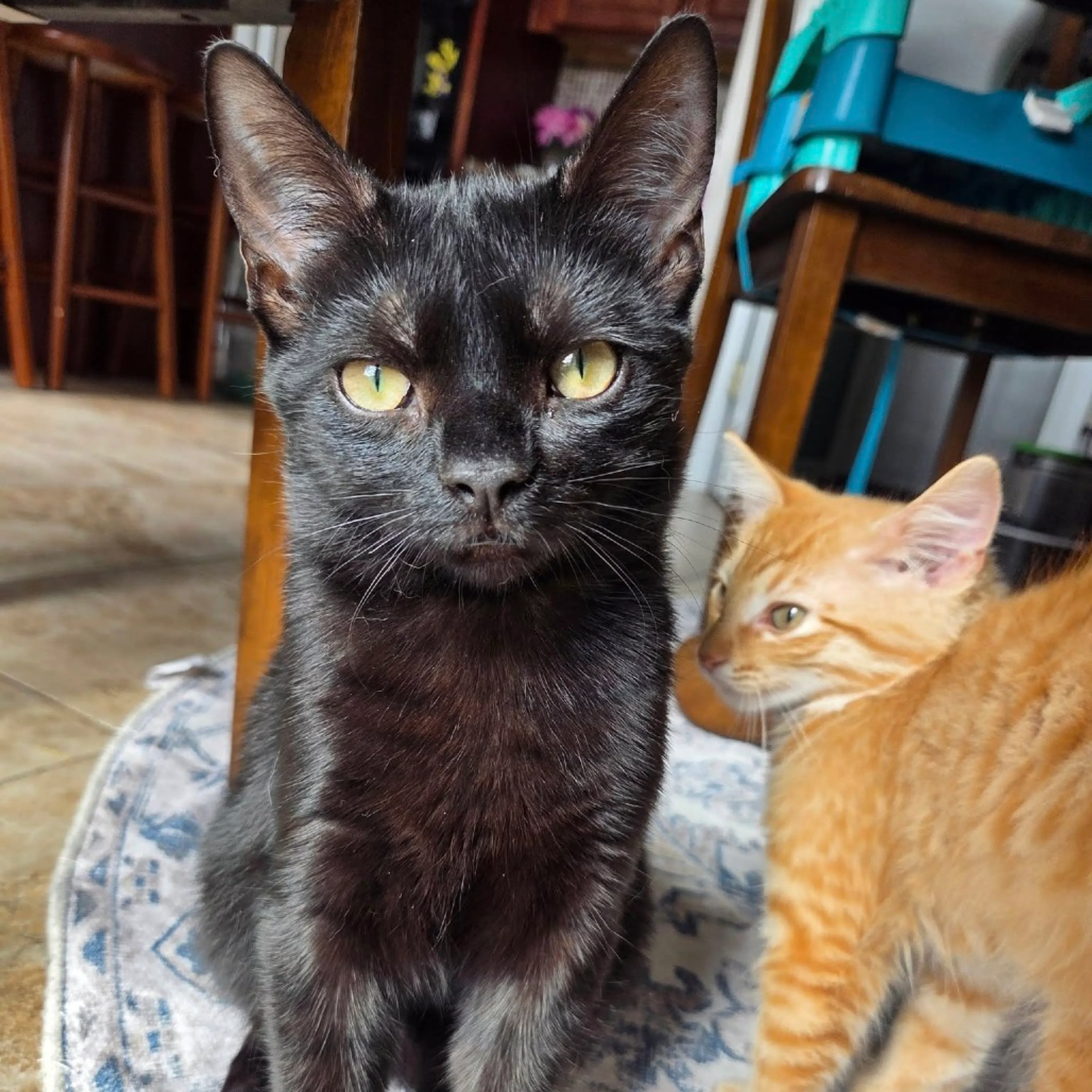 Found pet-6