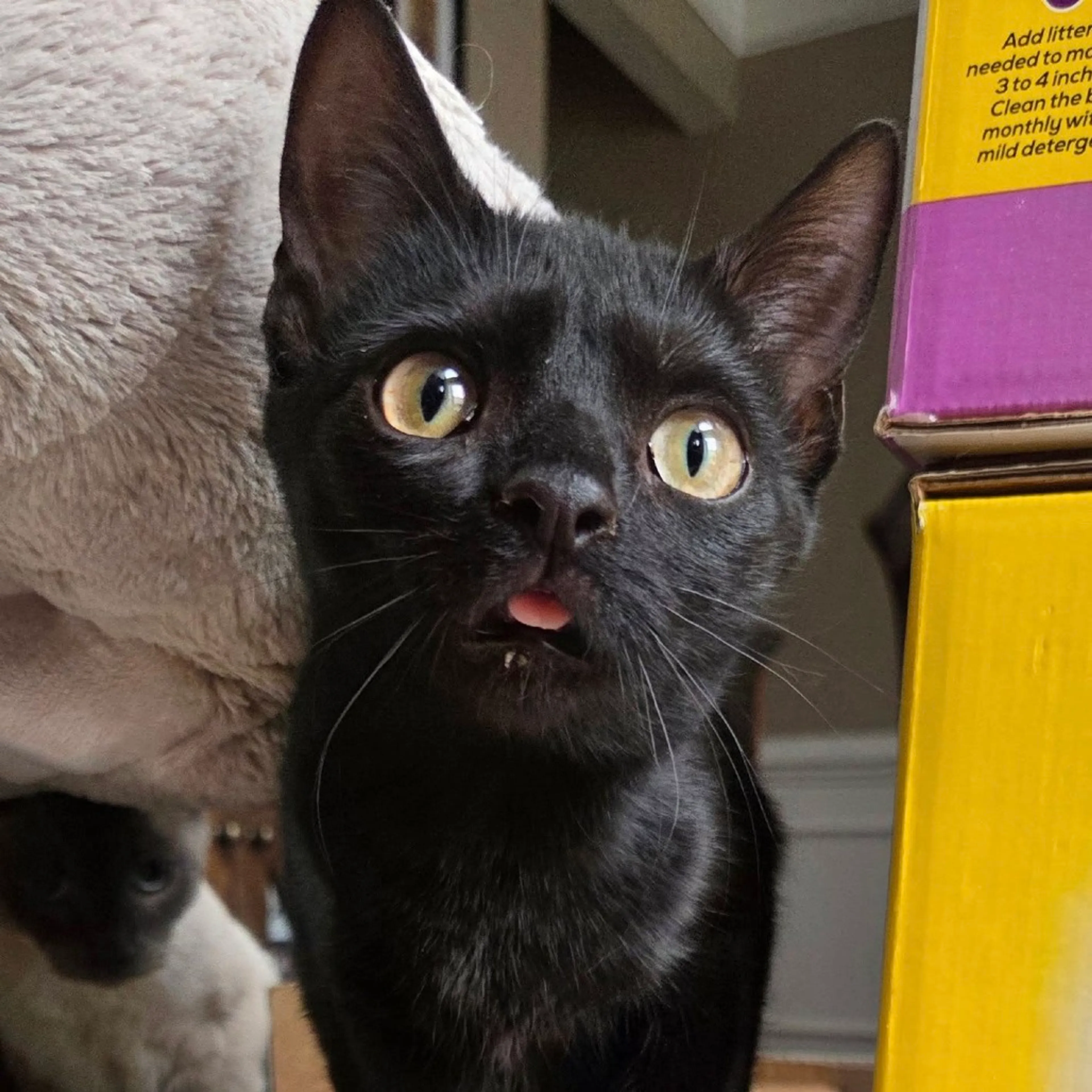 Found pet-0
