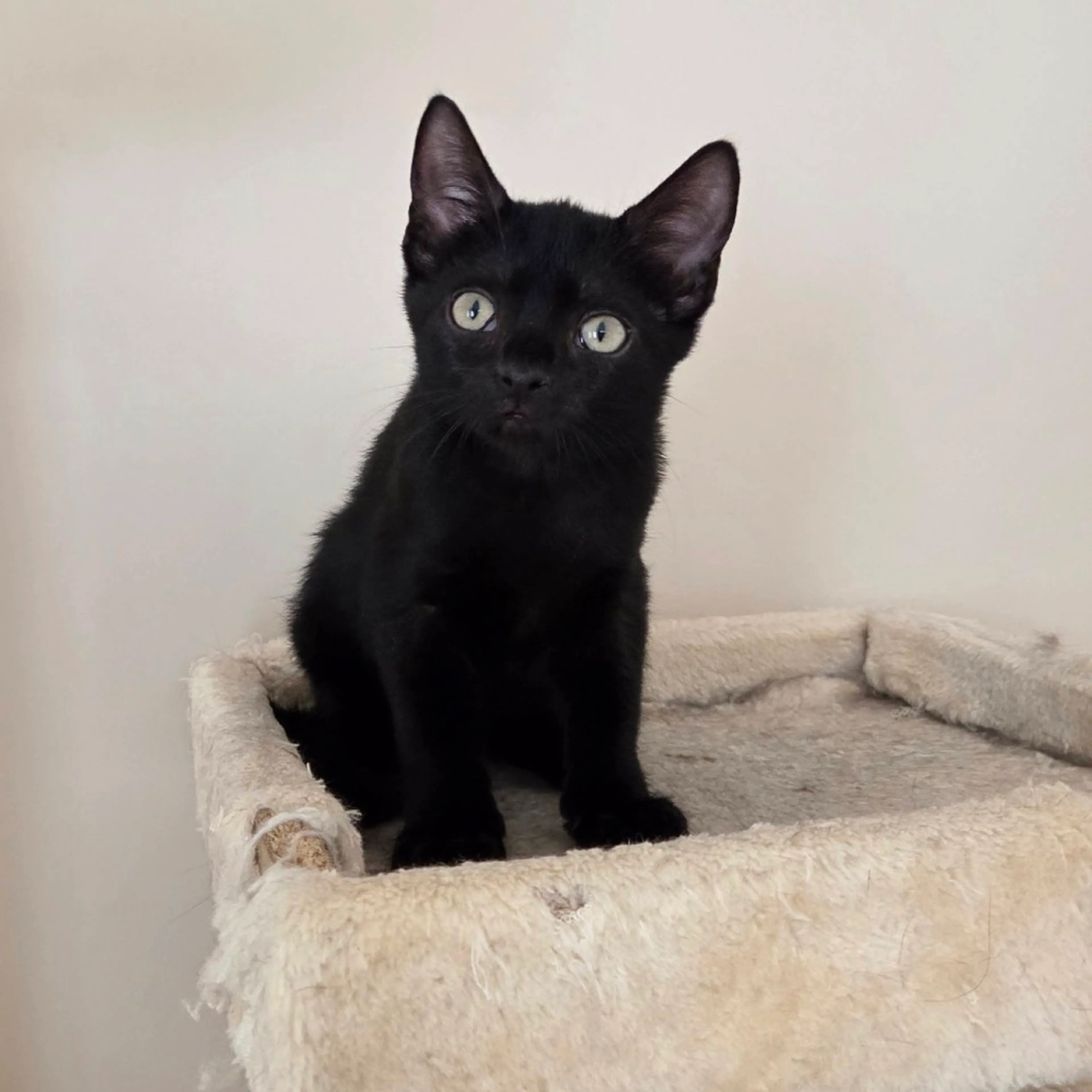 Found pet-4