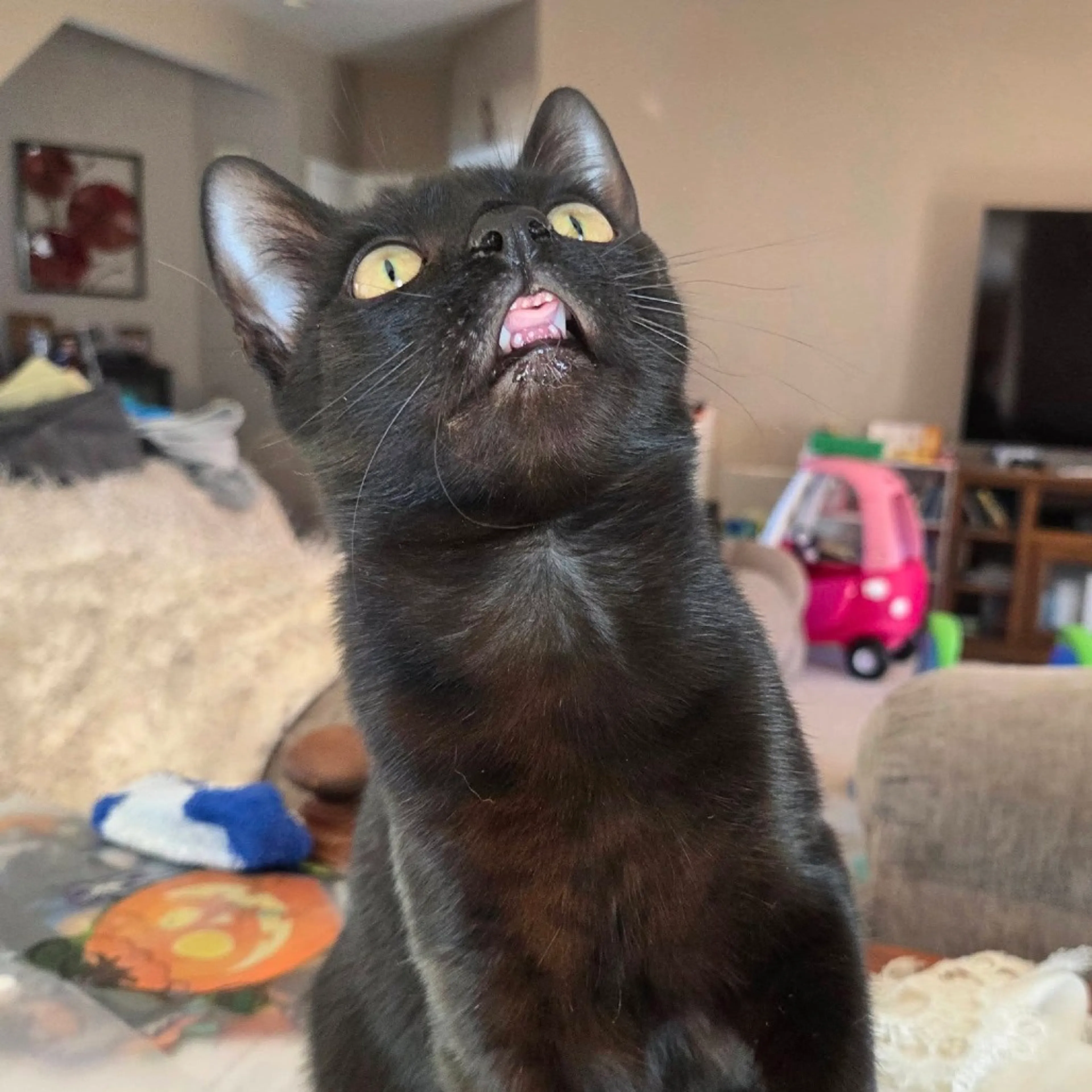 Found pet-7