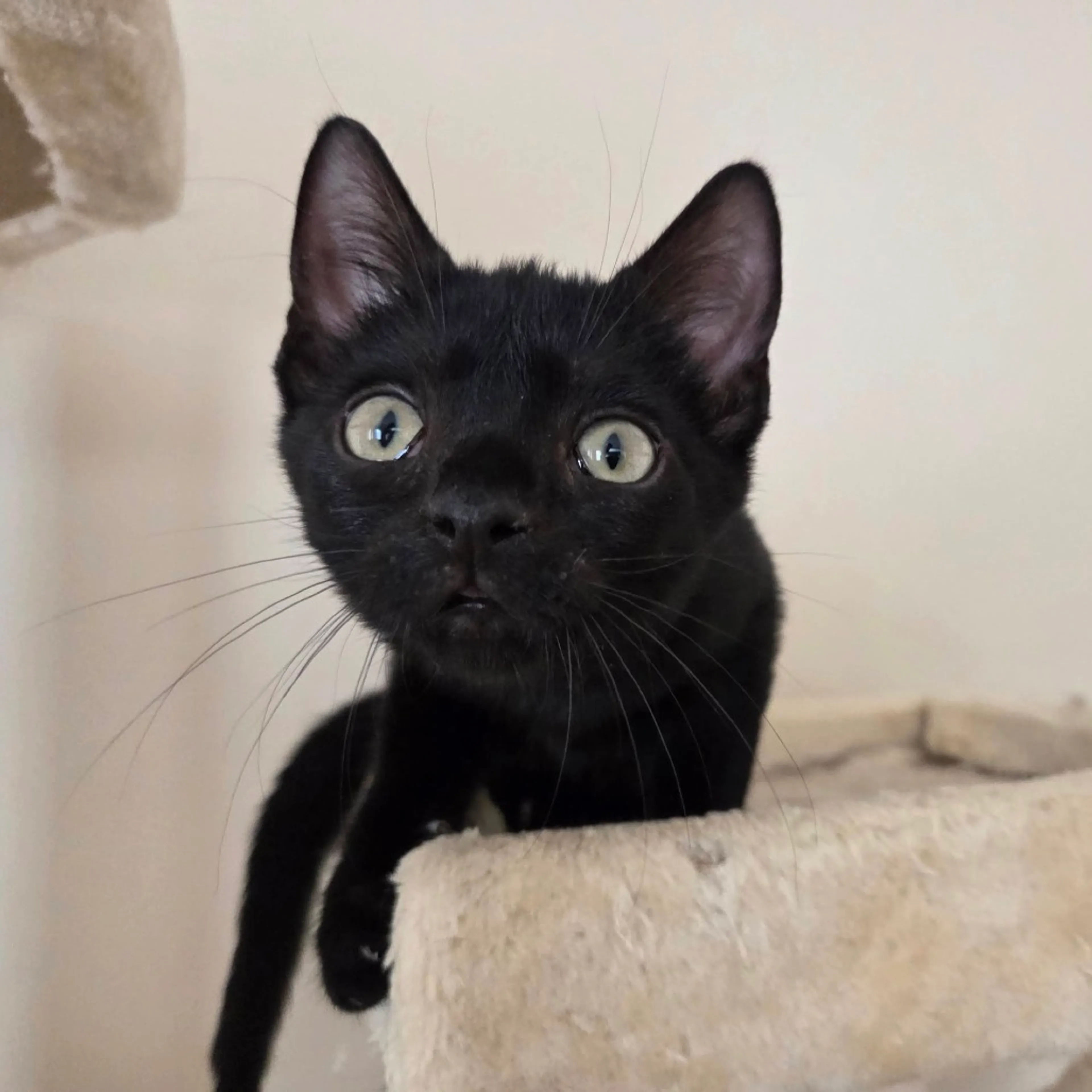 Found pet-3