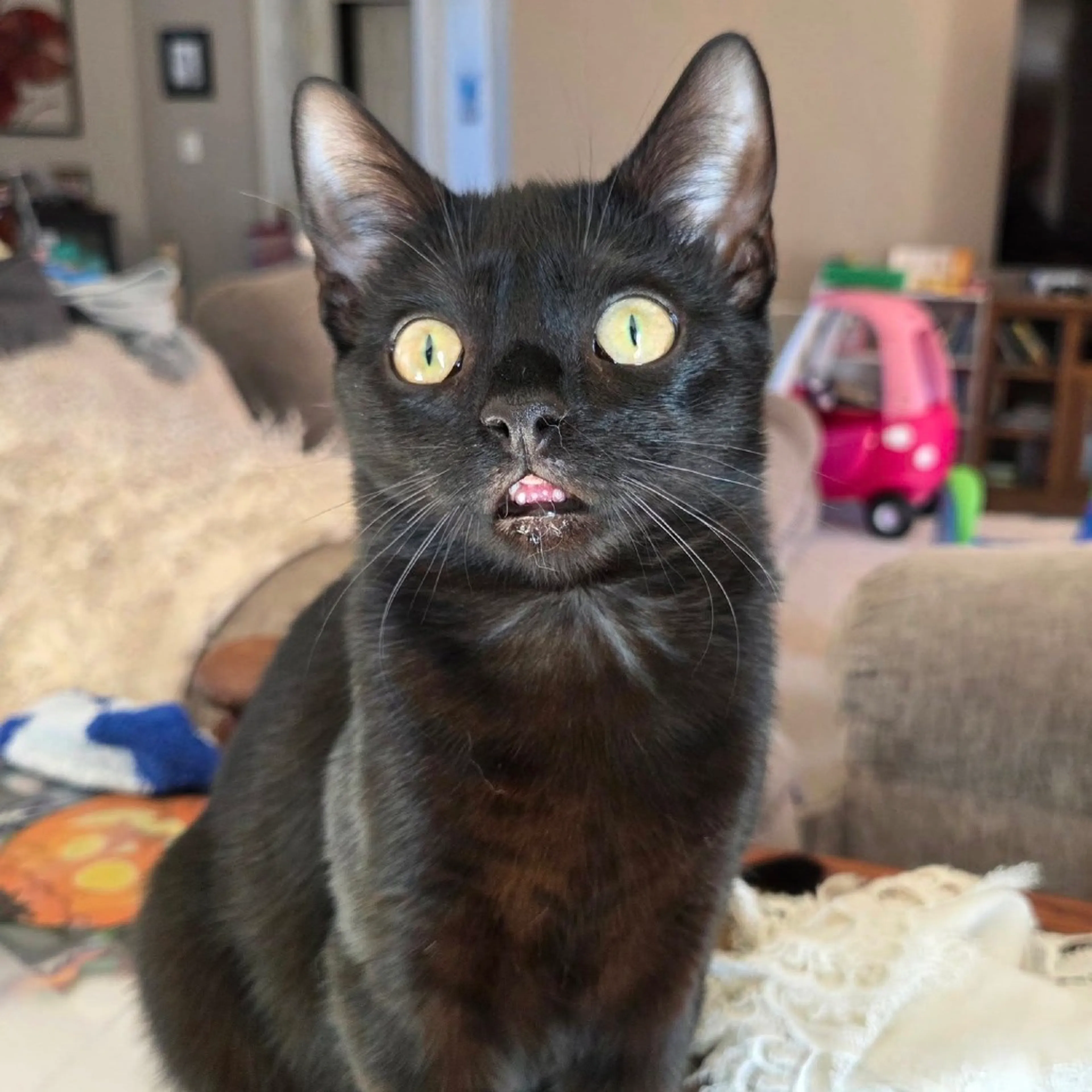 Found pet-8