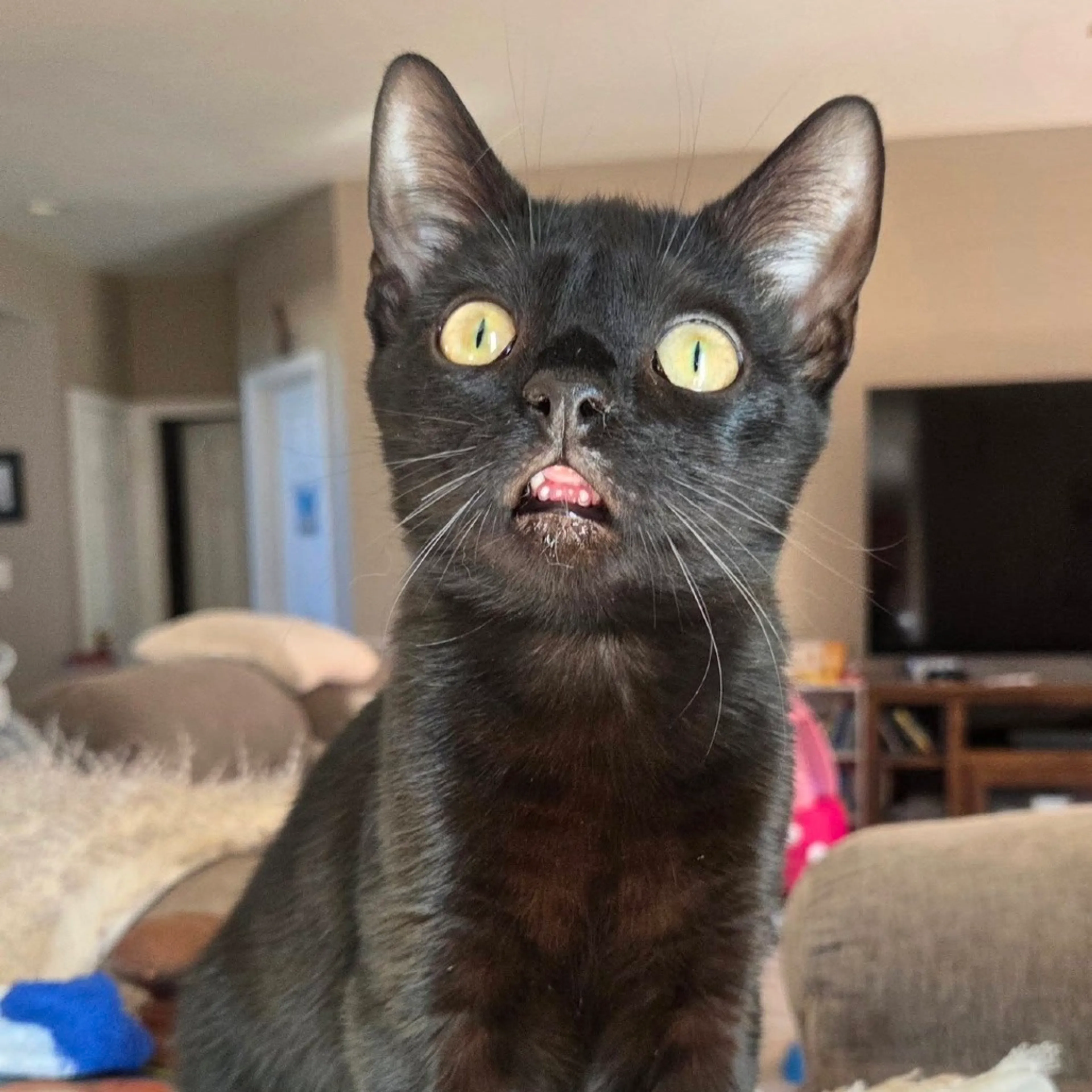 Found pet-5