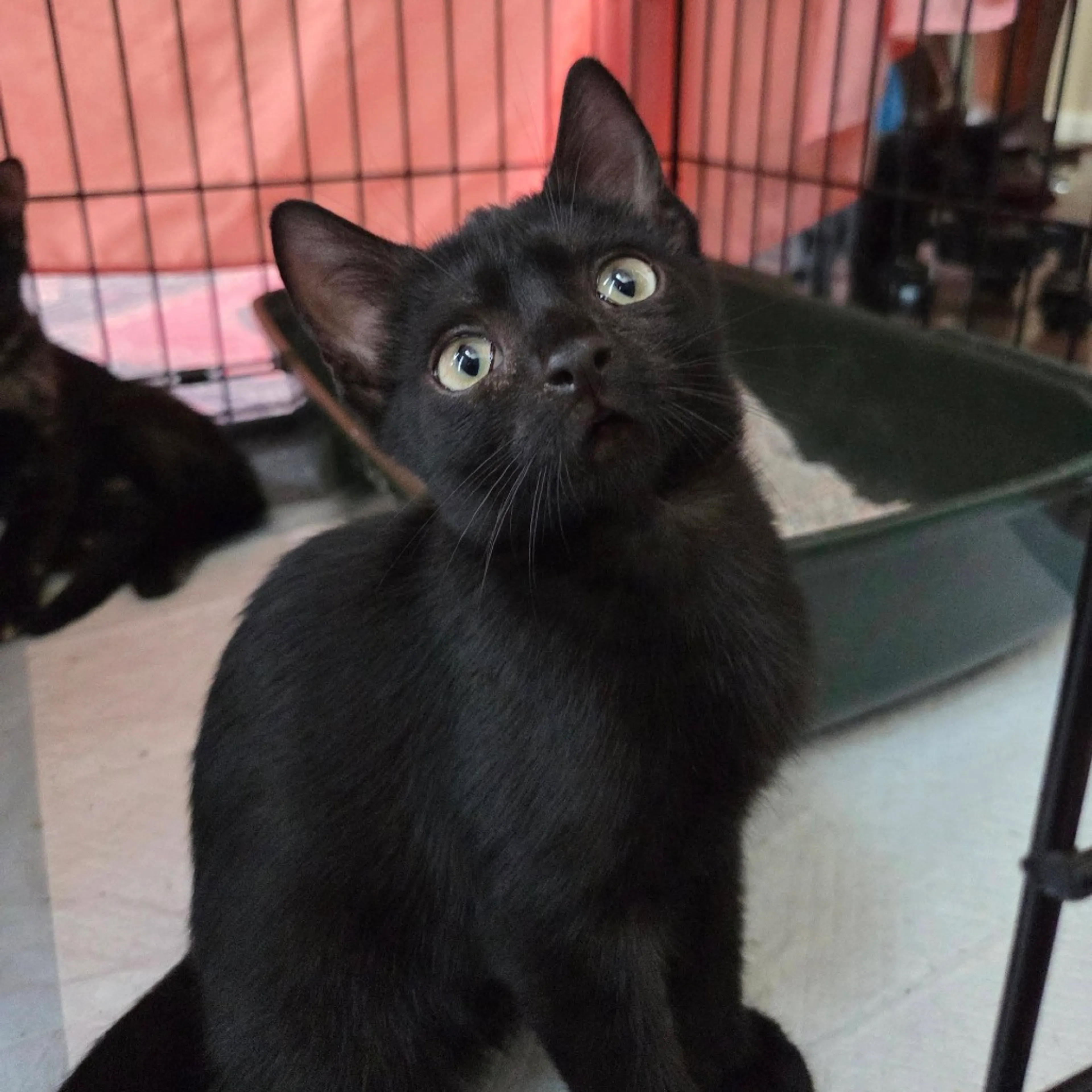 Found pet-1