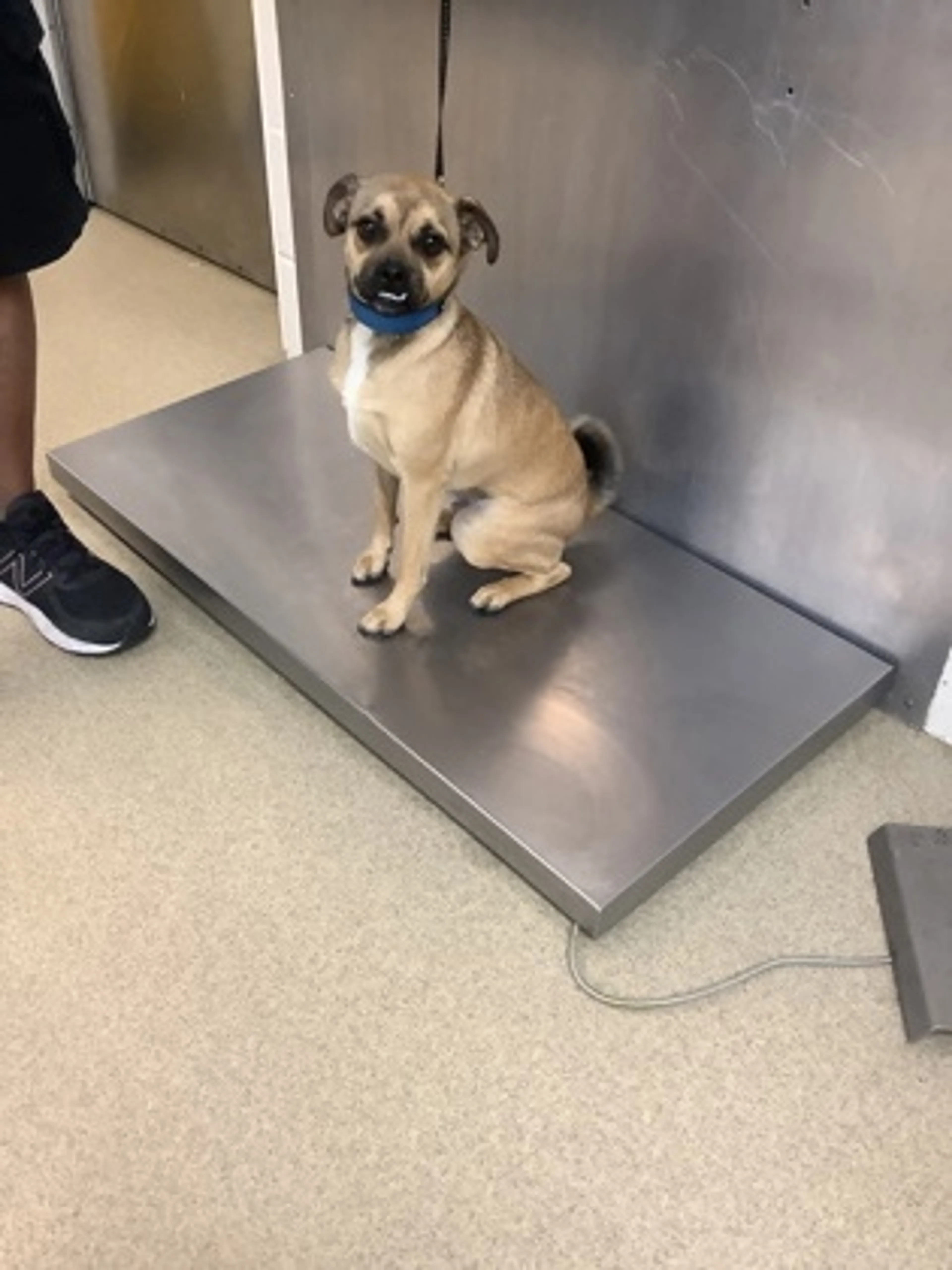 Found pet