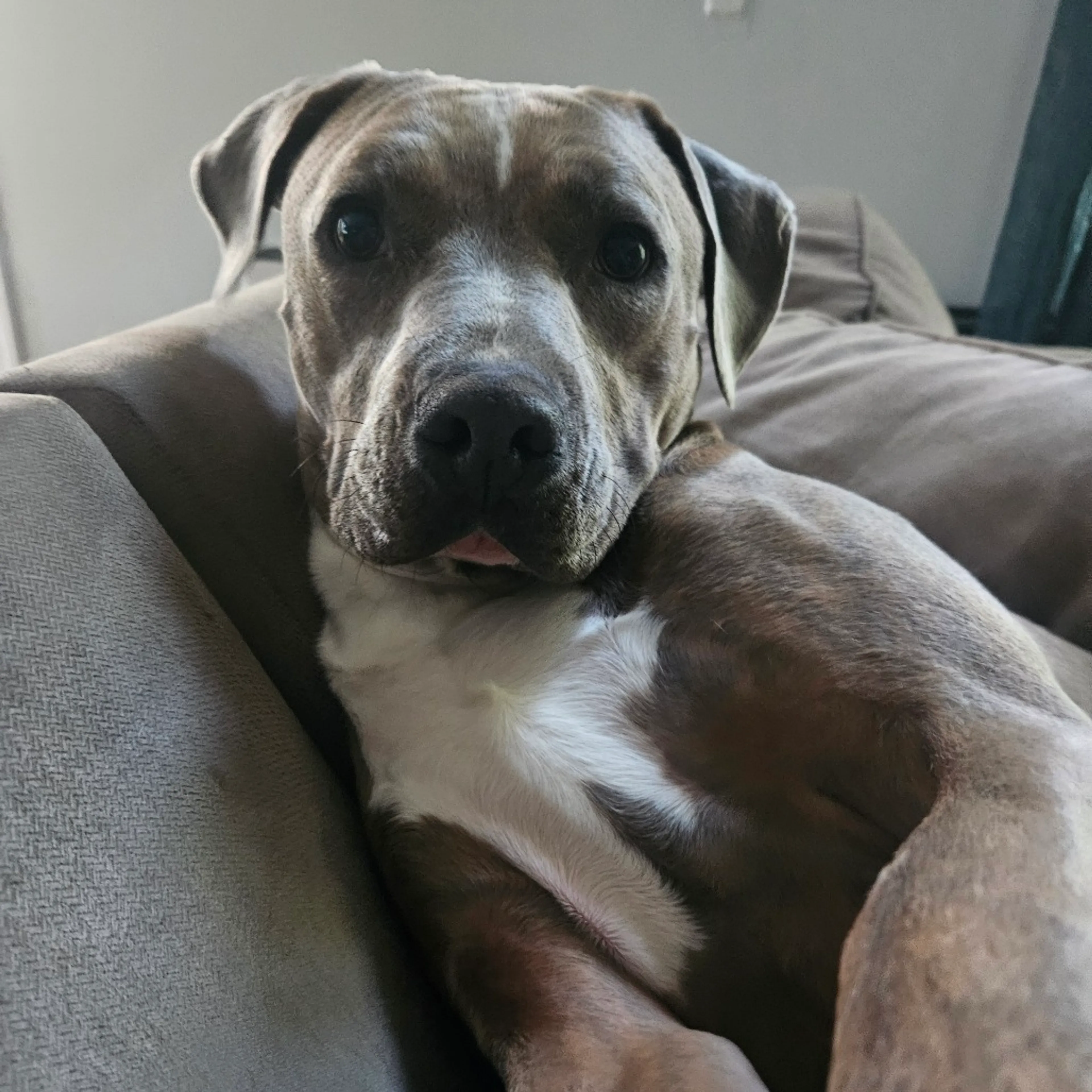 Found pet-19