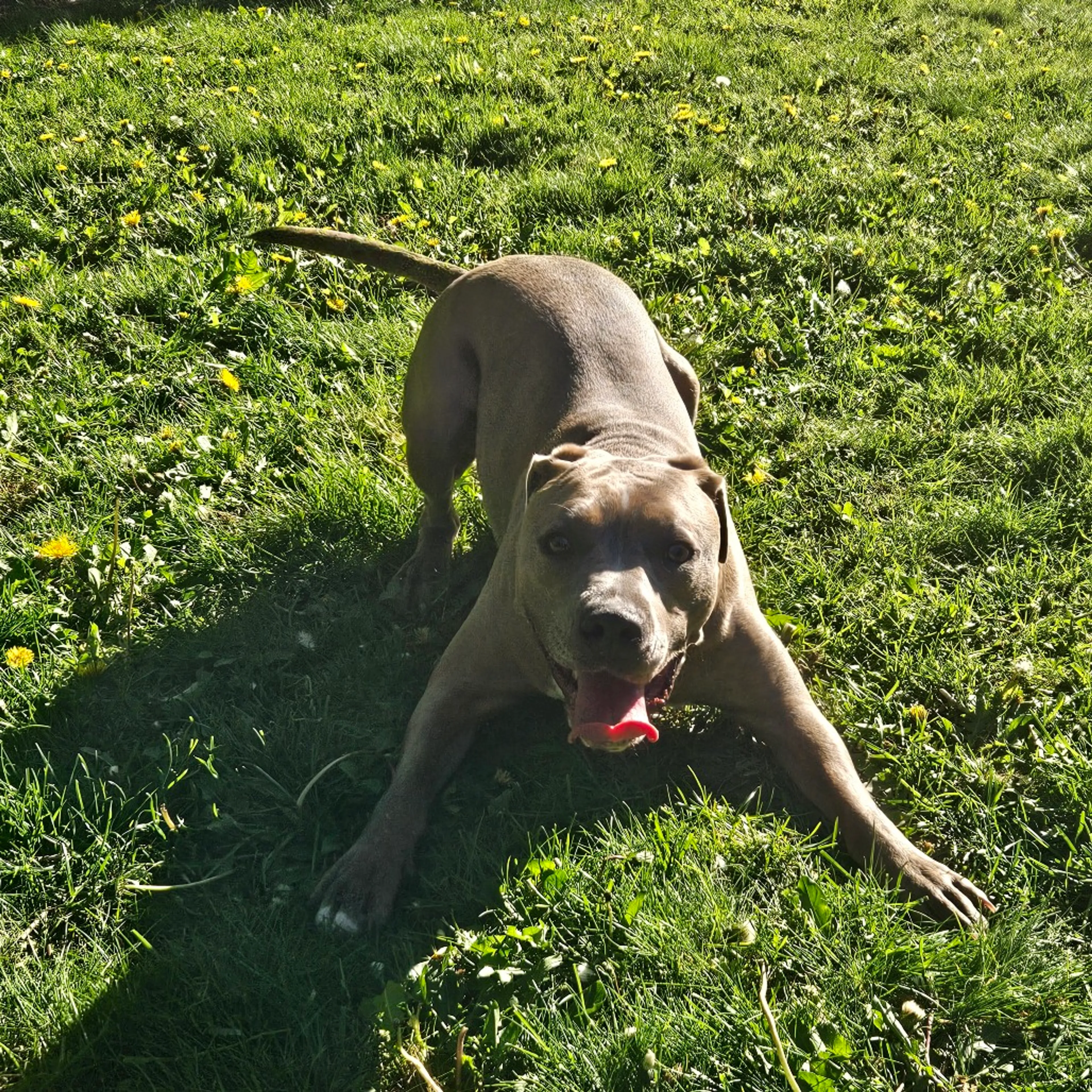 Found pet-16