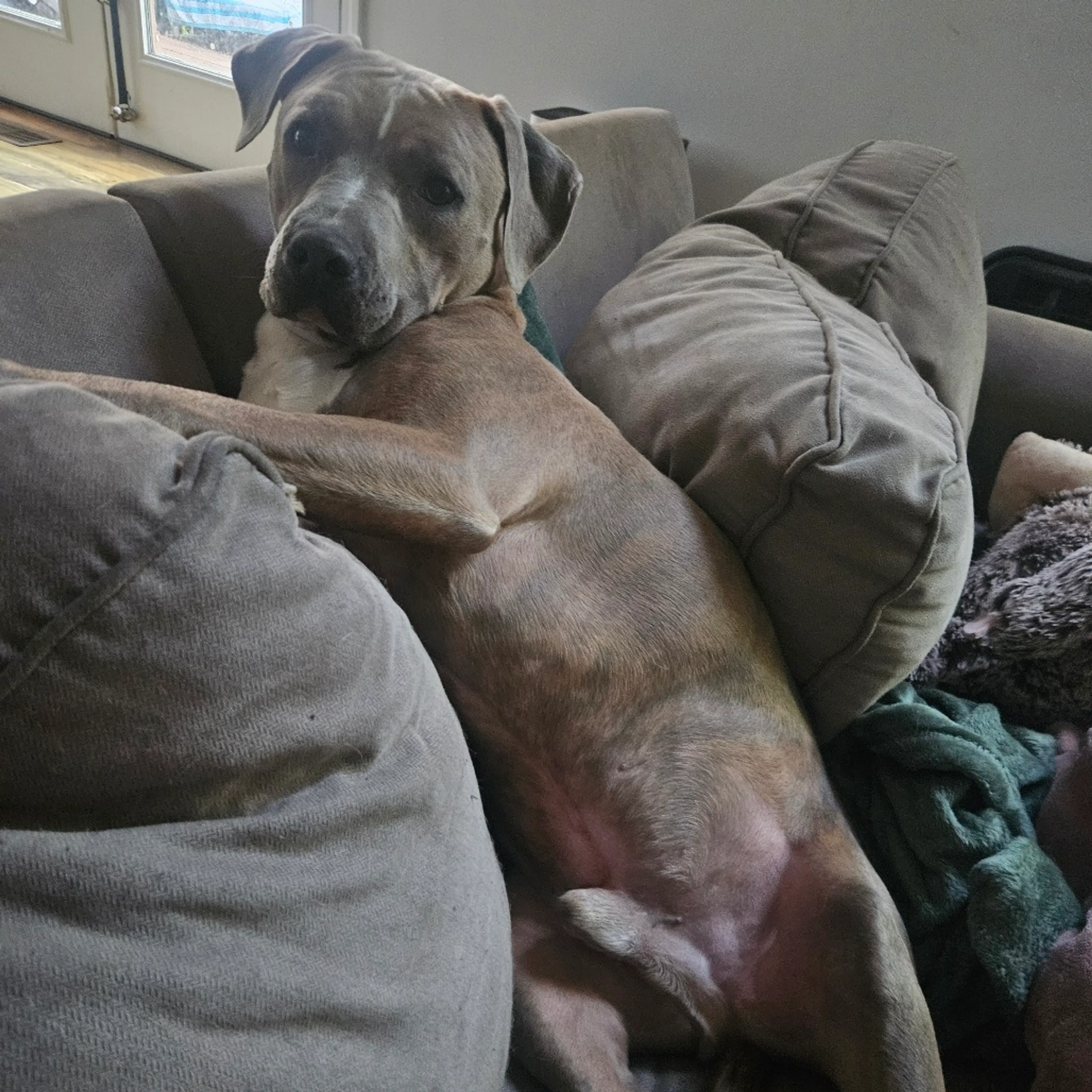 Found pet-18