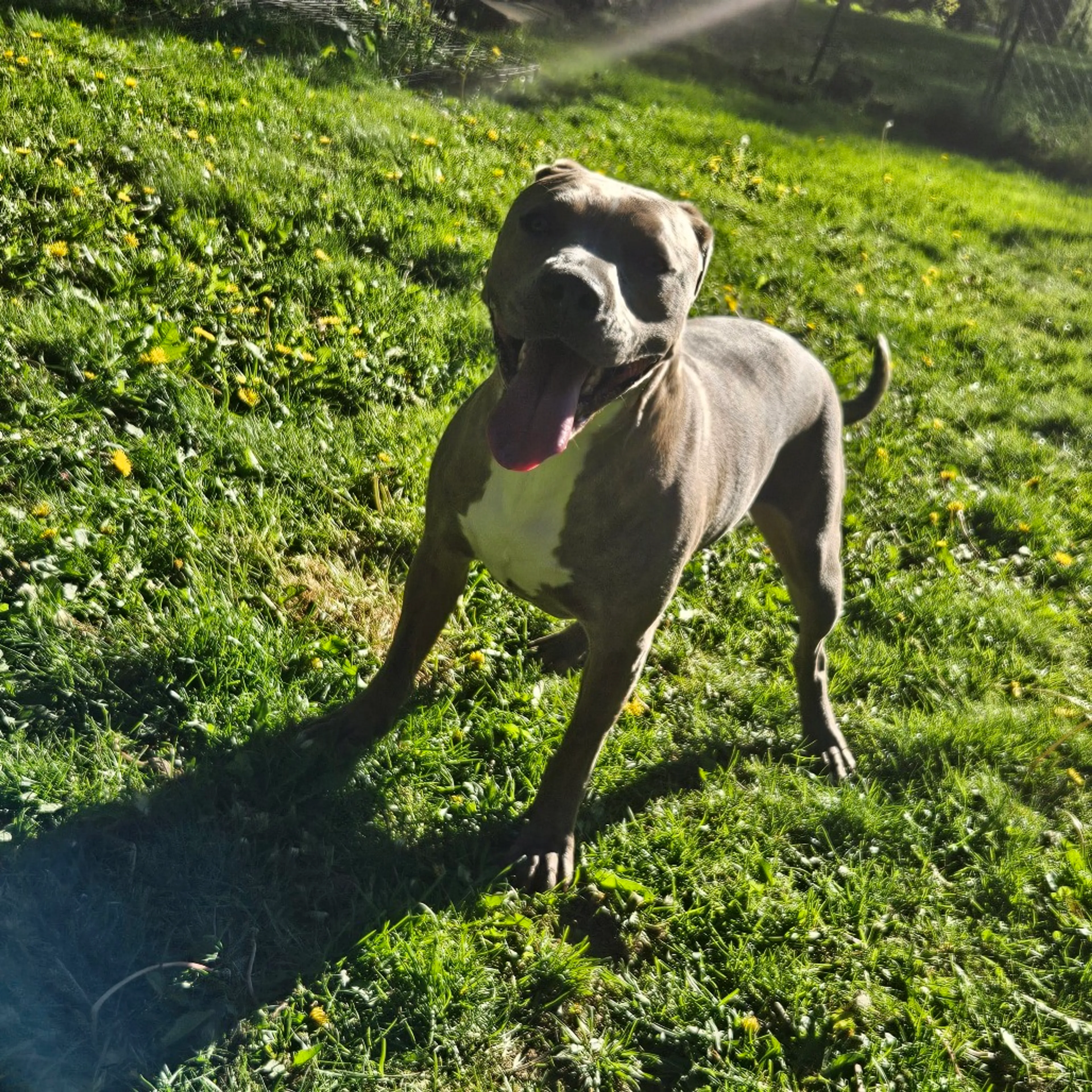 Found pet-17
