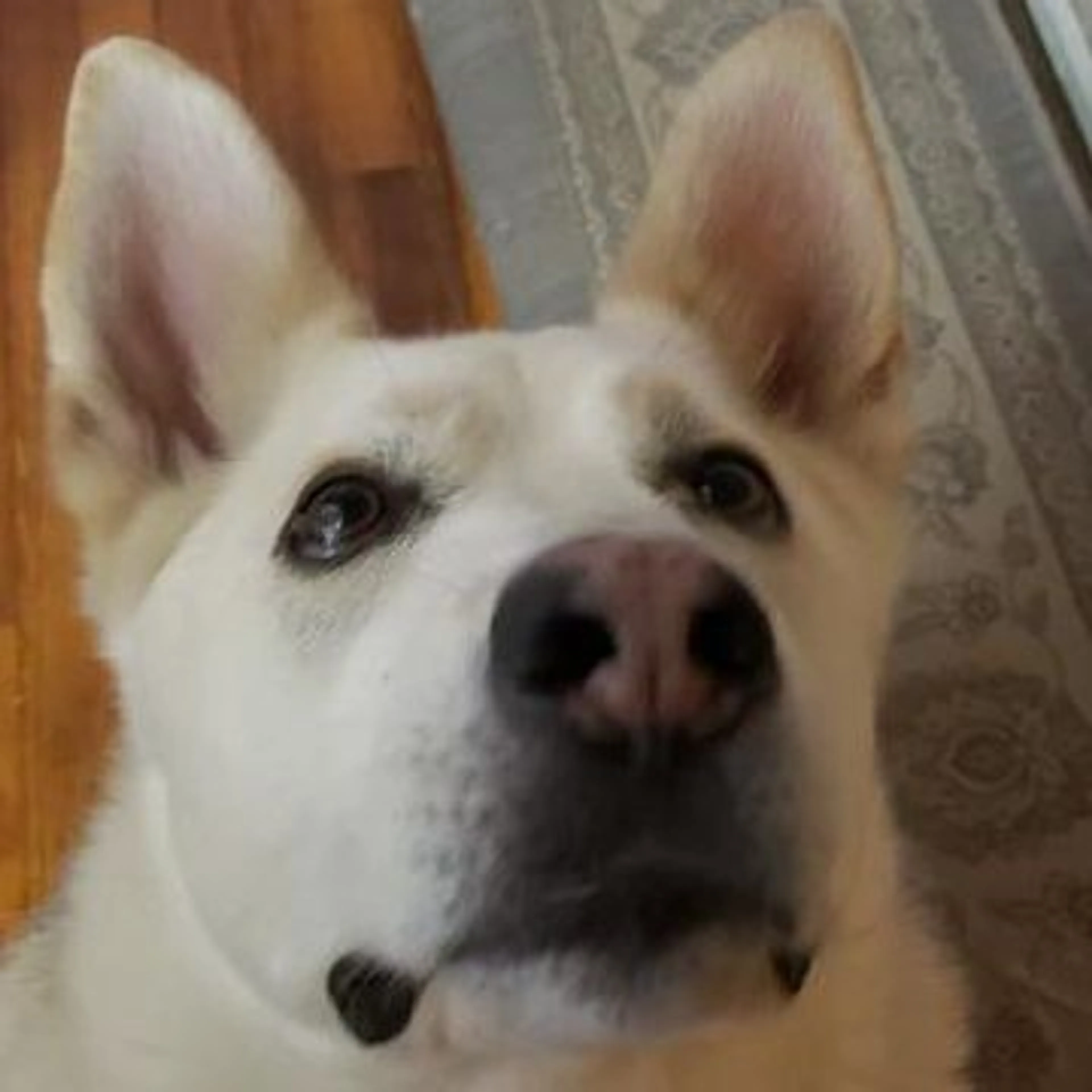 Lost pet