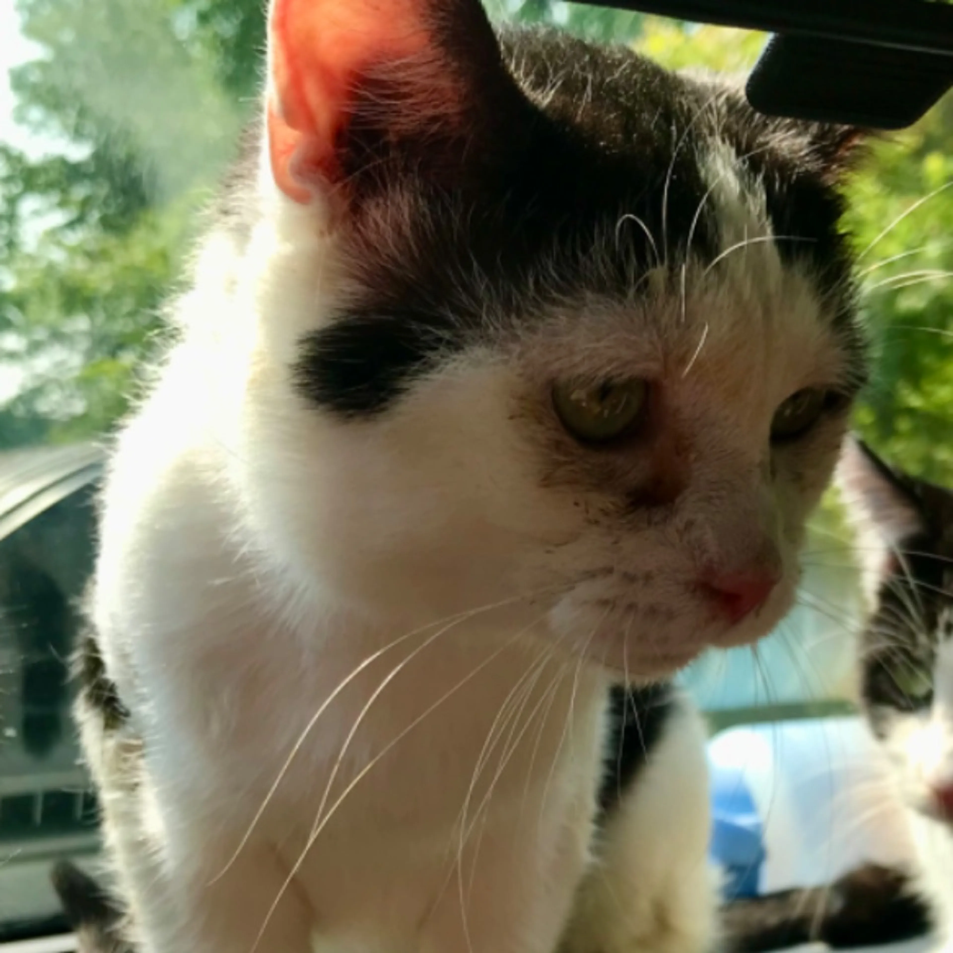 Lost pet