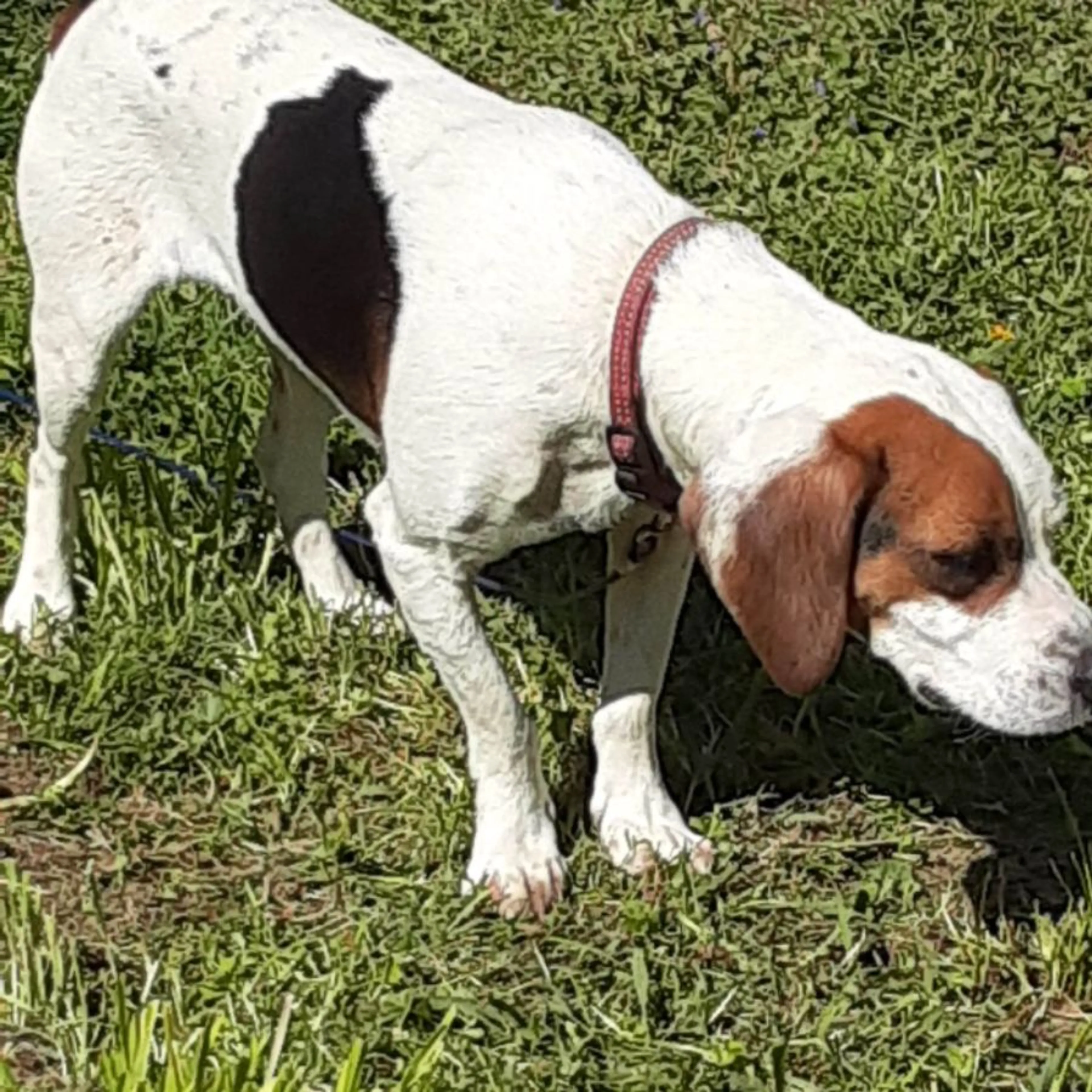 Lost pet
