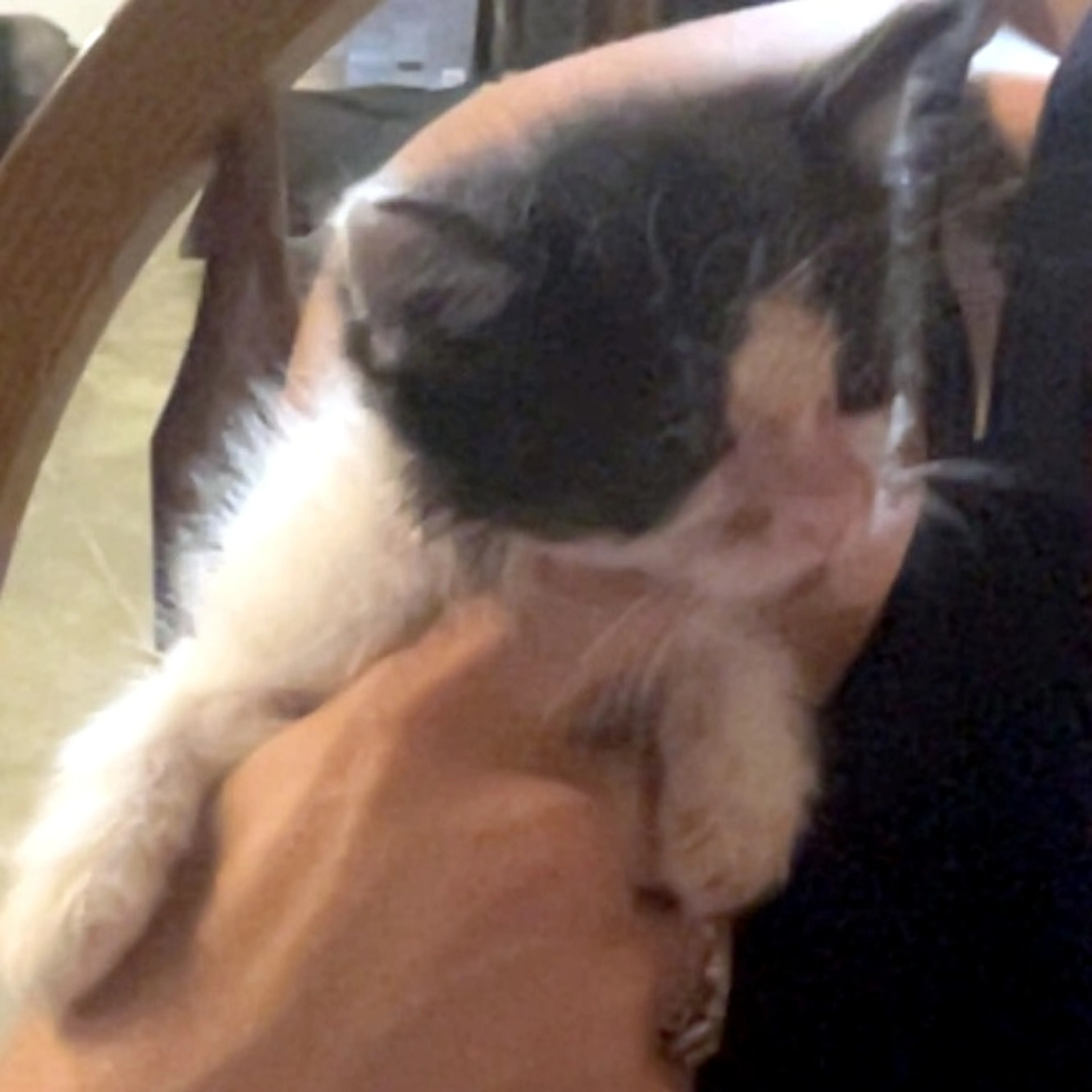 Found pet-1