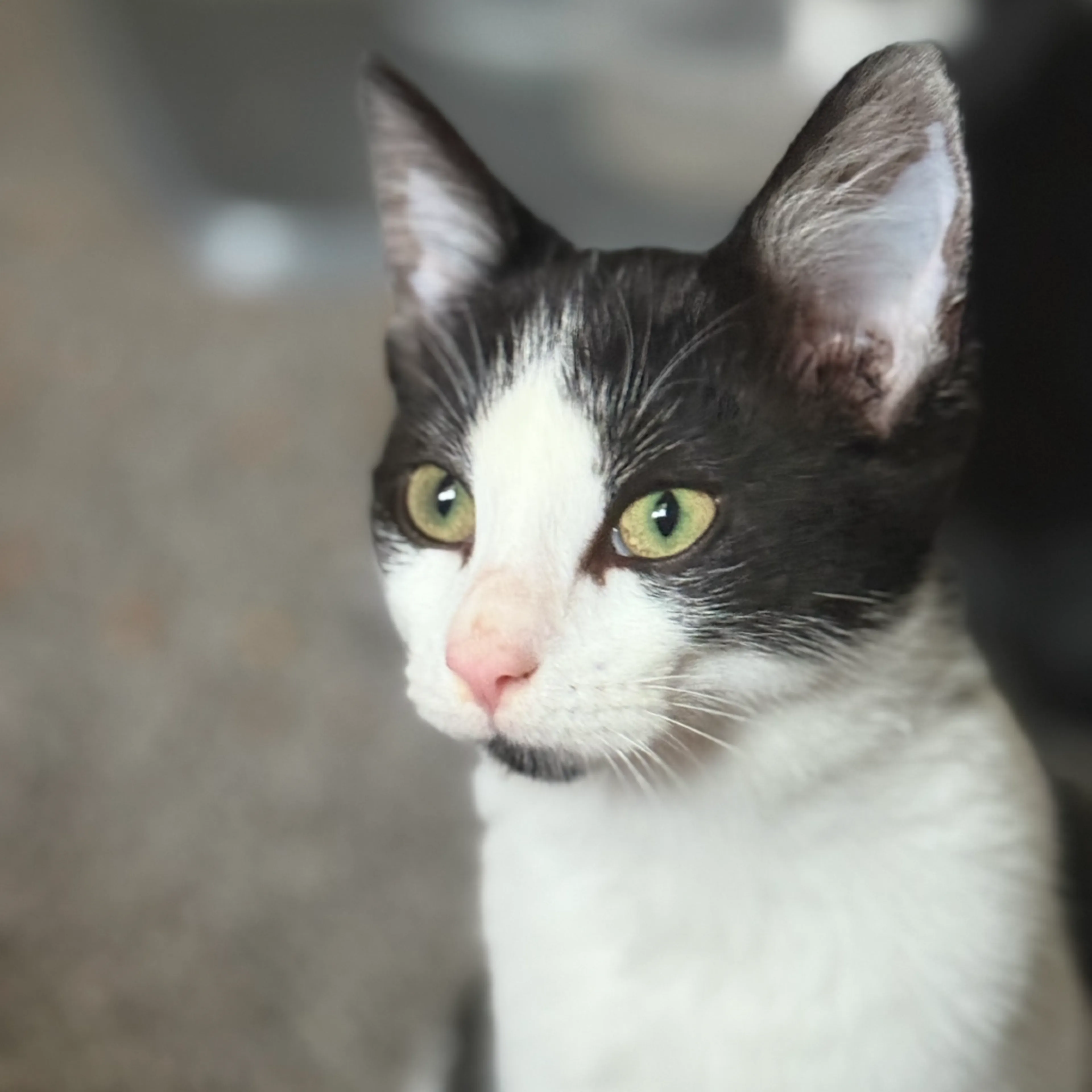 Found pet-0