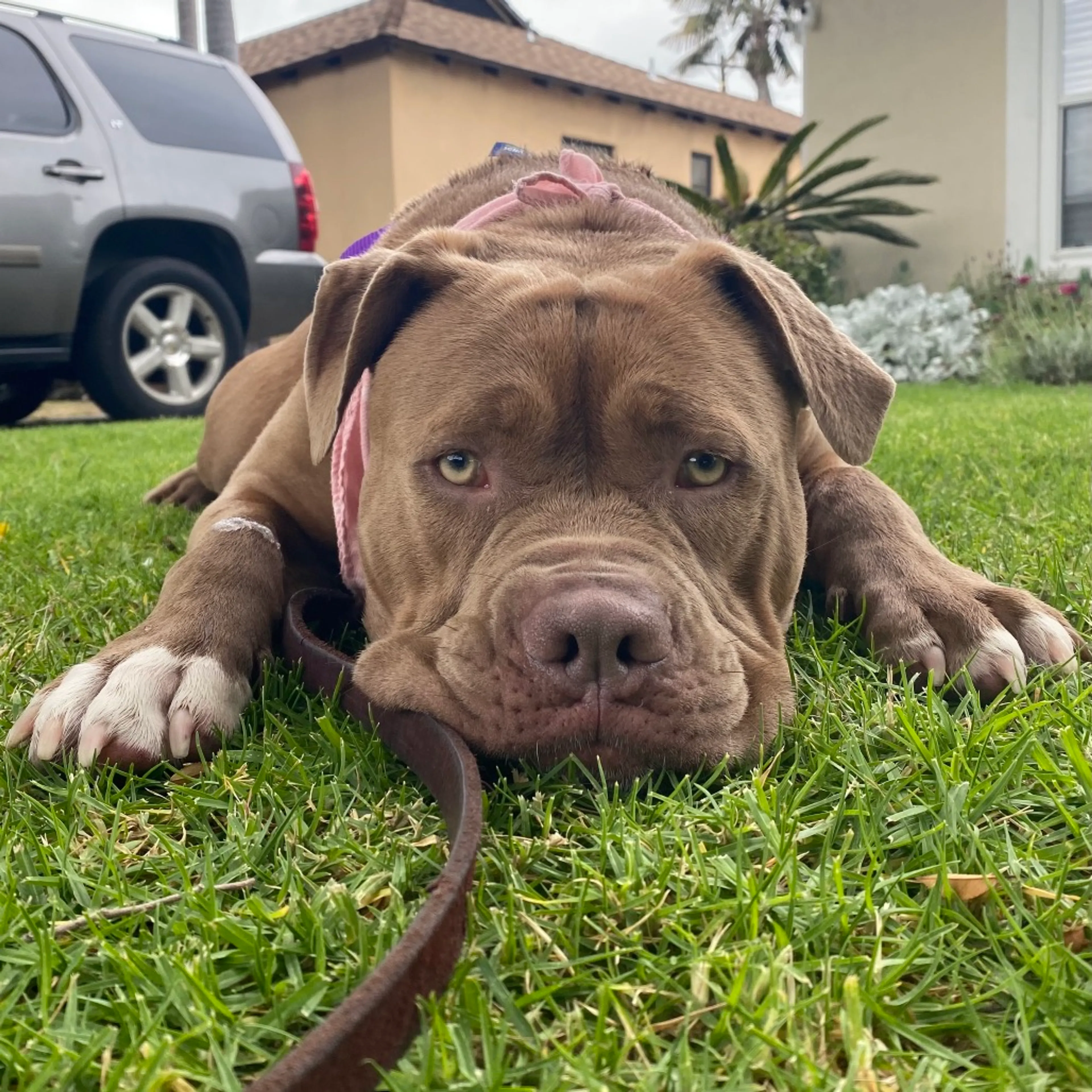 Found pet-1