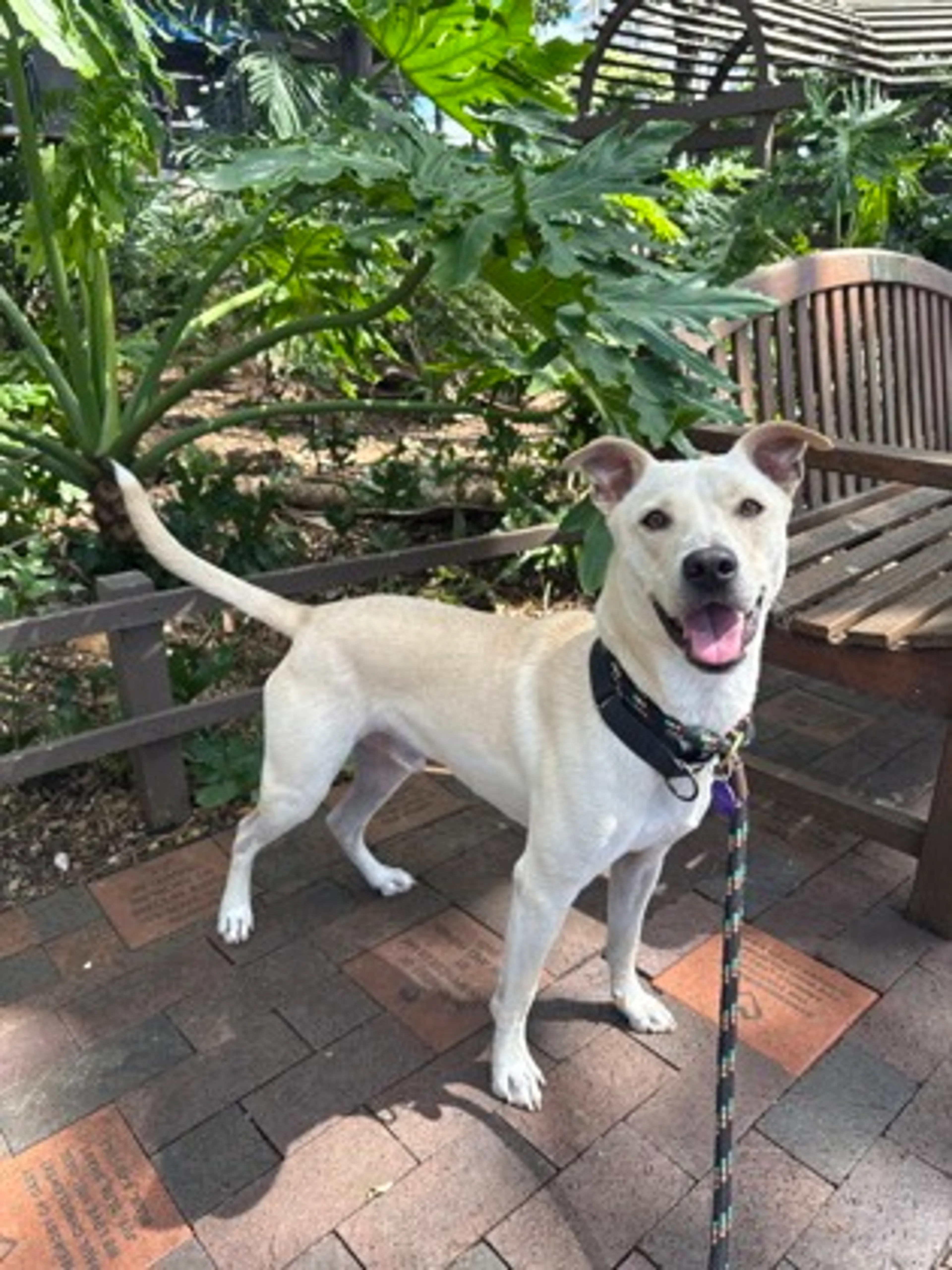 Found pet-1
