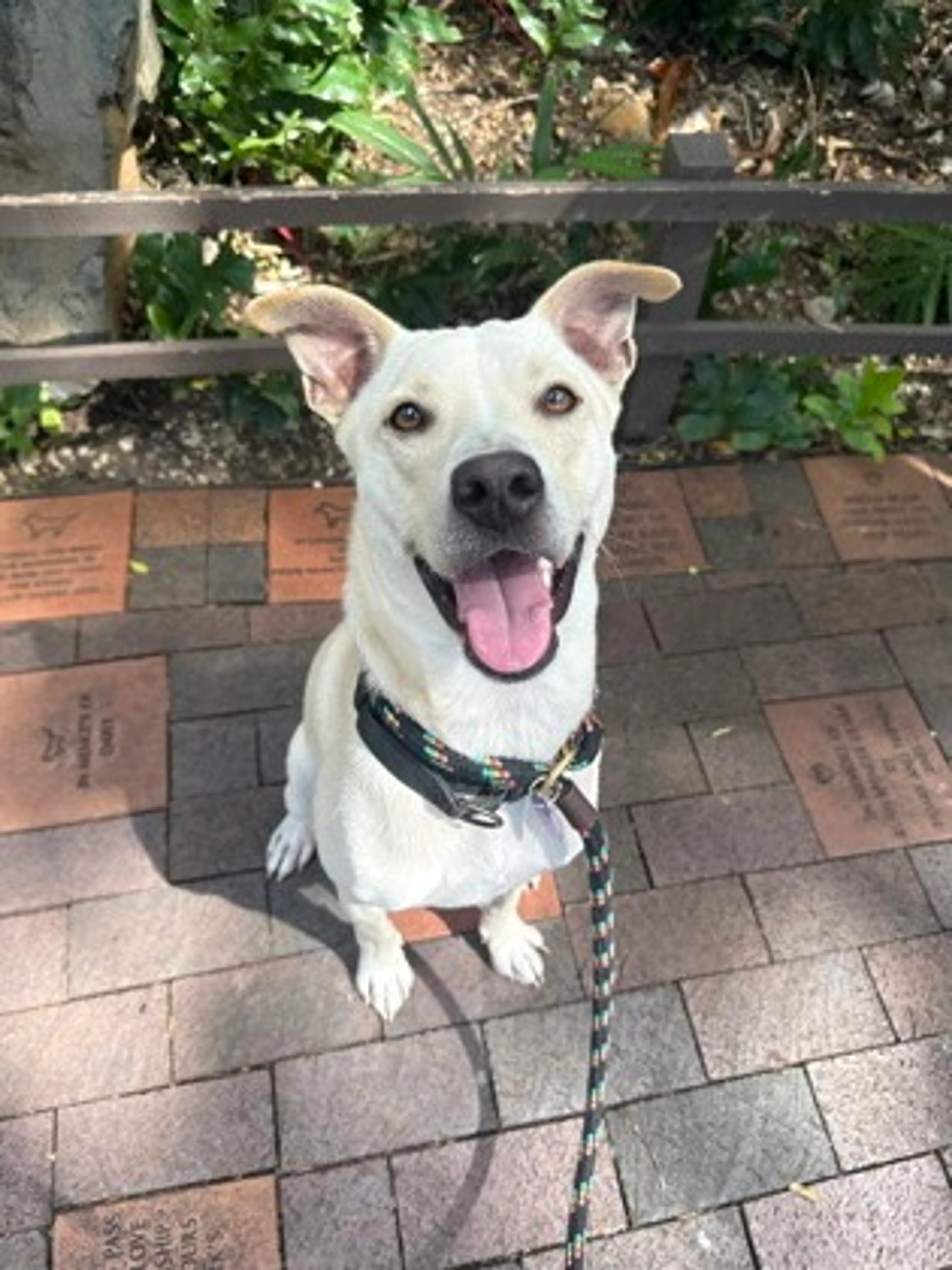 Found pet-2
