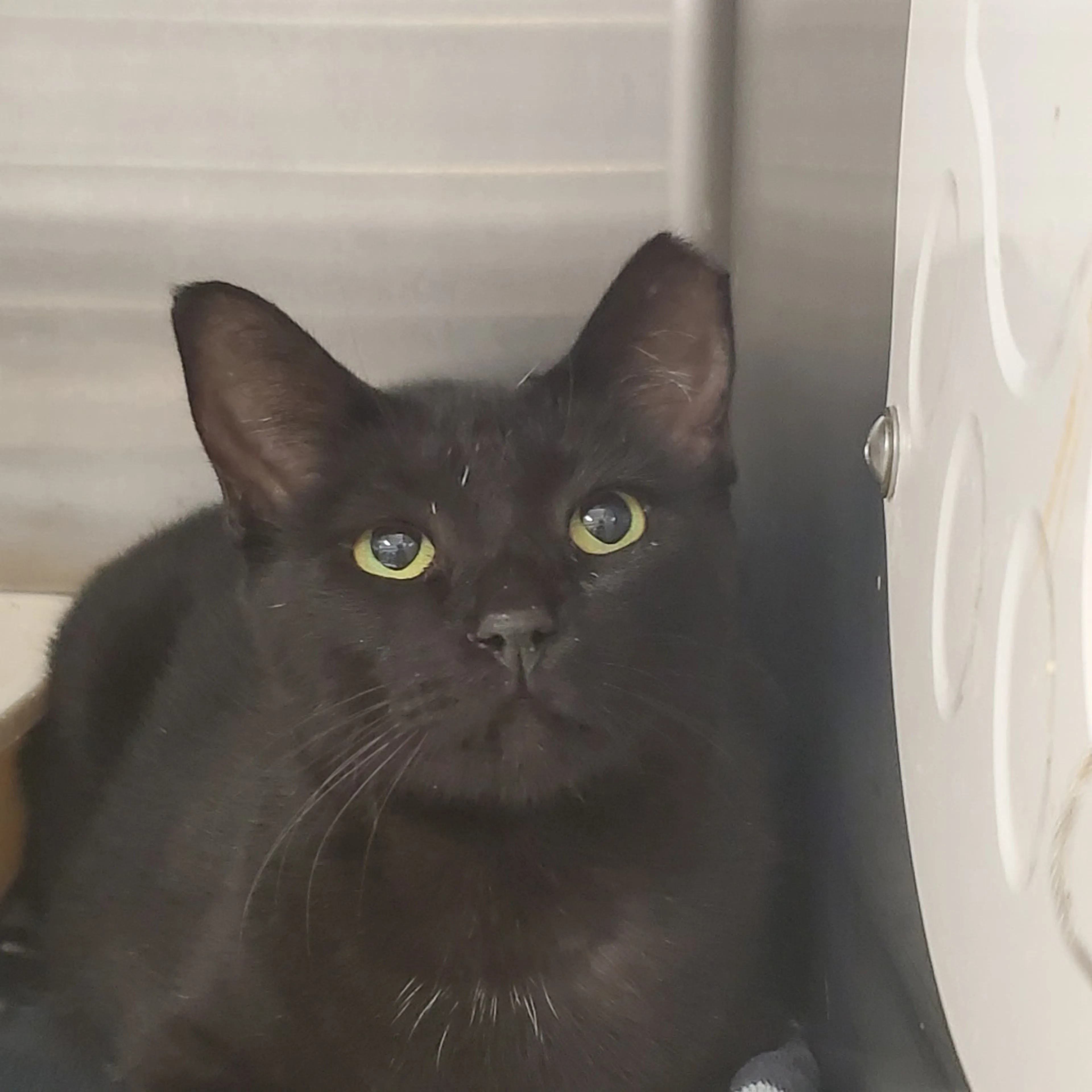 Found pet-1