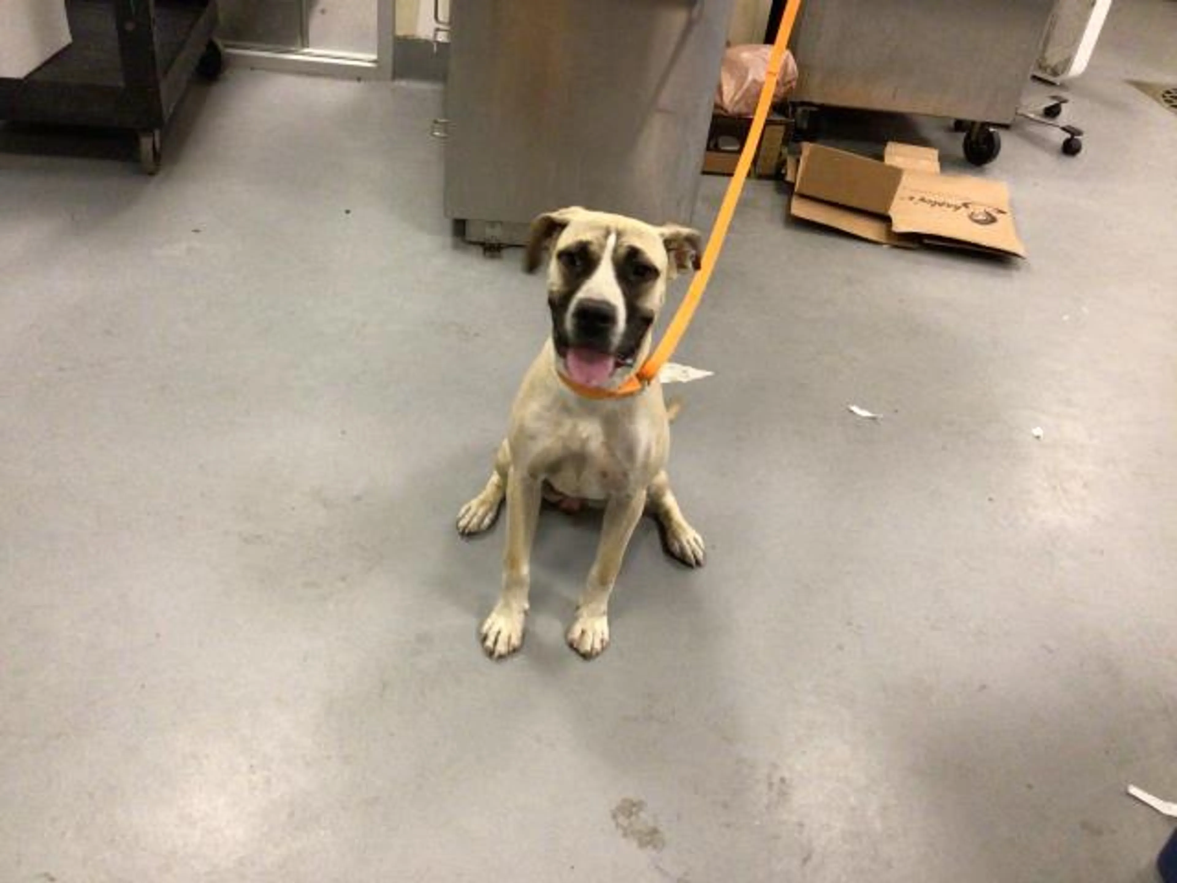 Found pet