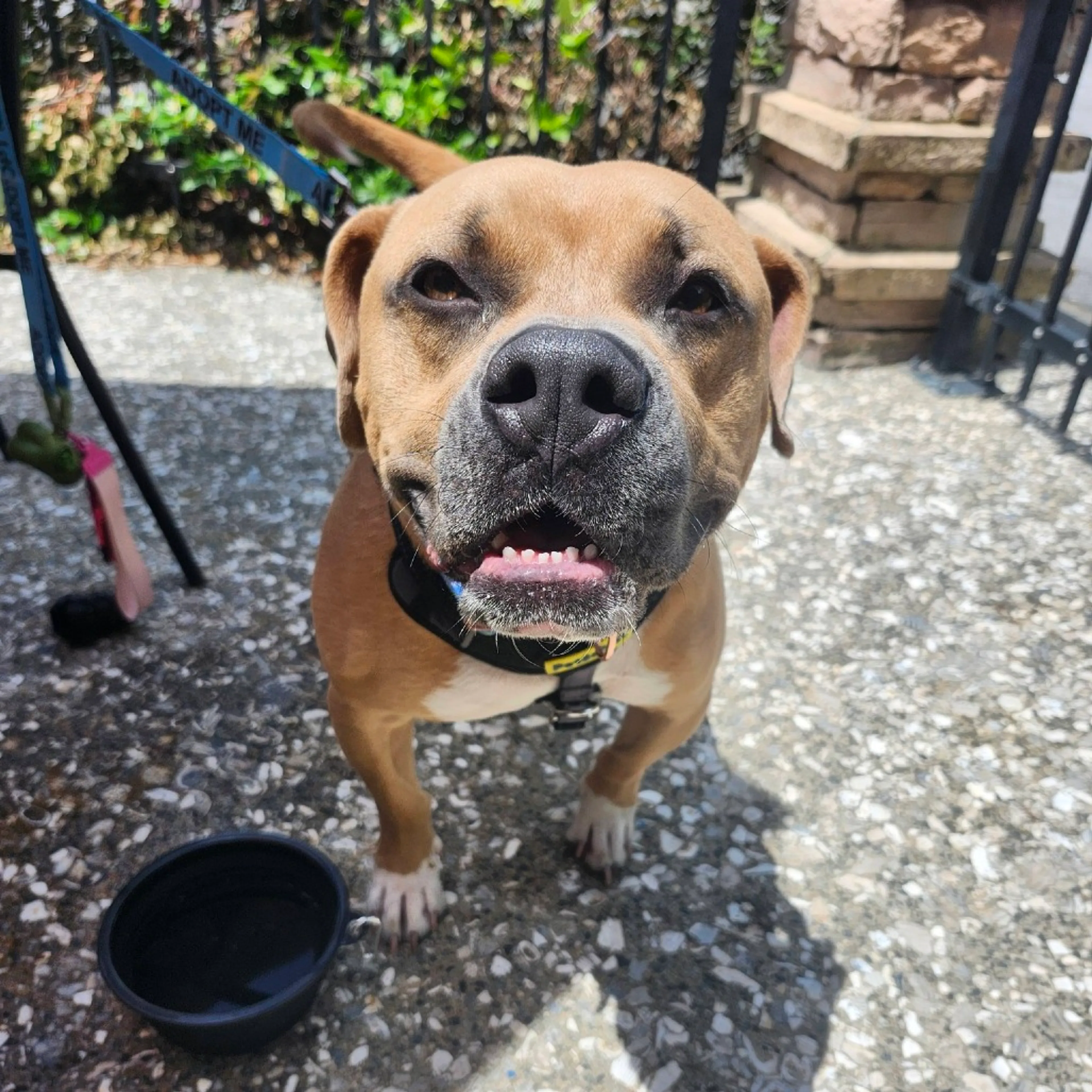 Found pet-19