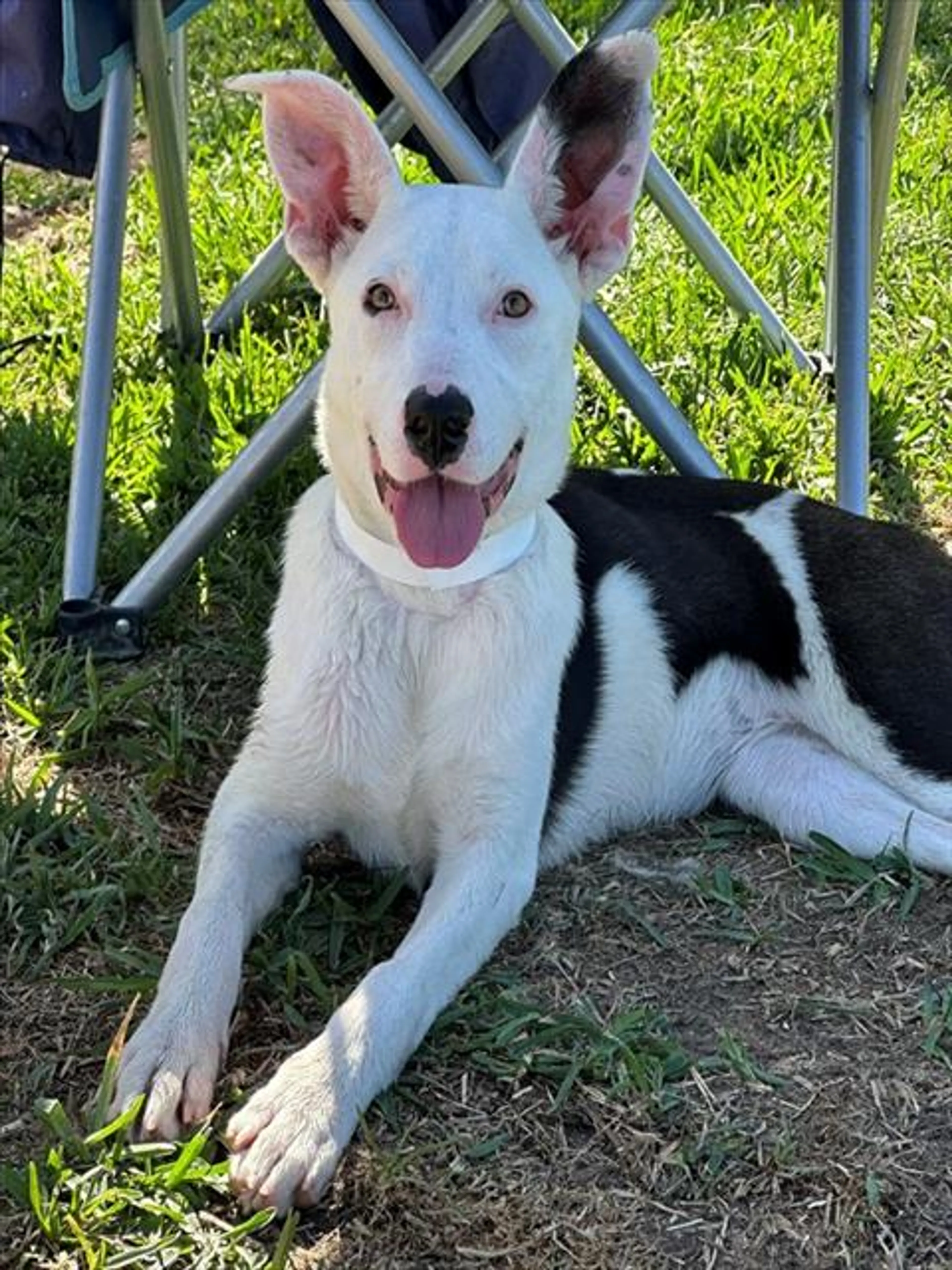 Found pet