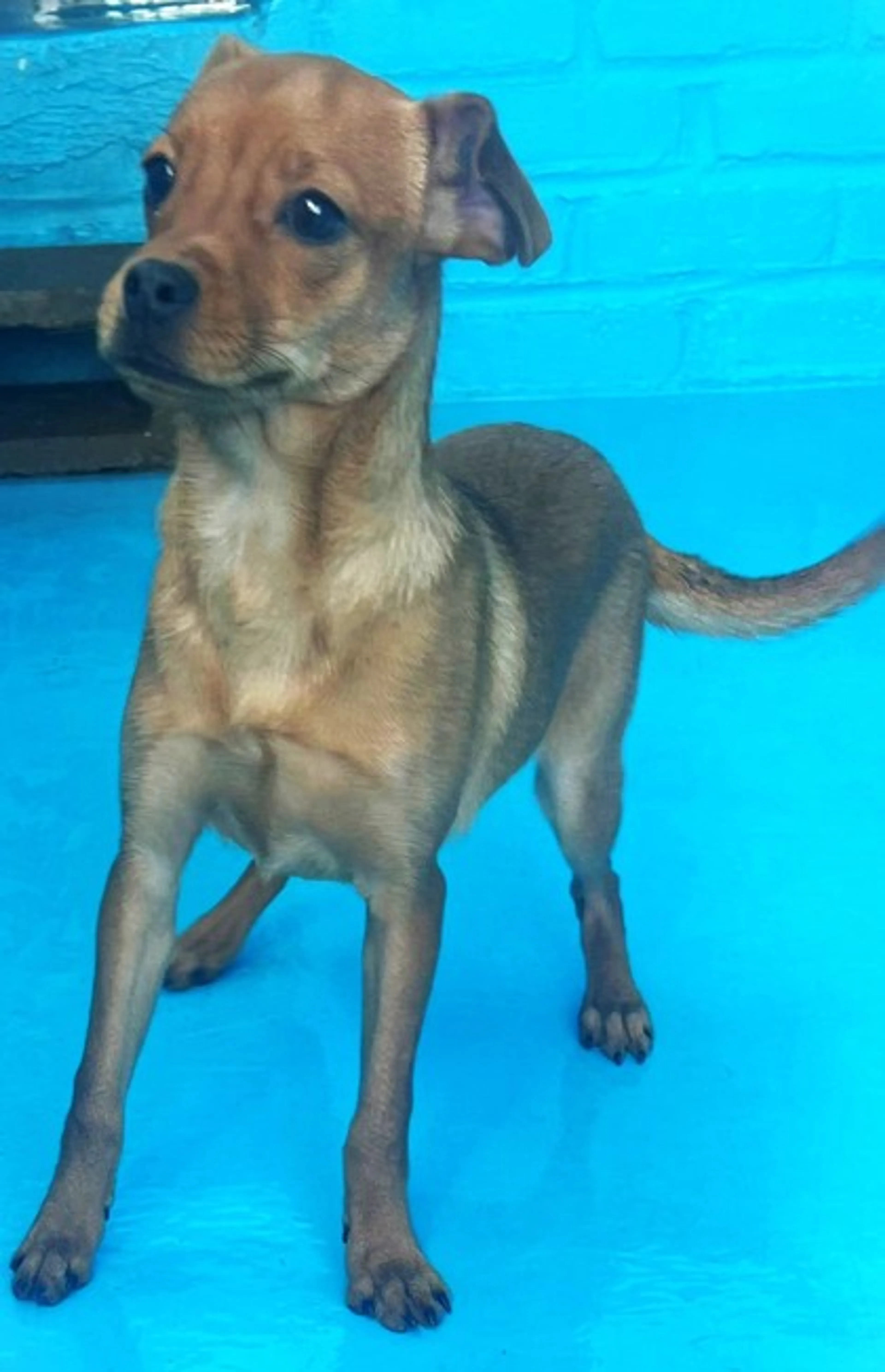 Found pet-2